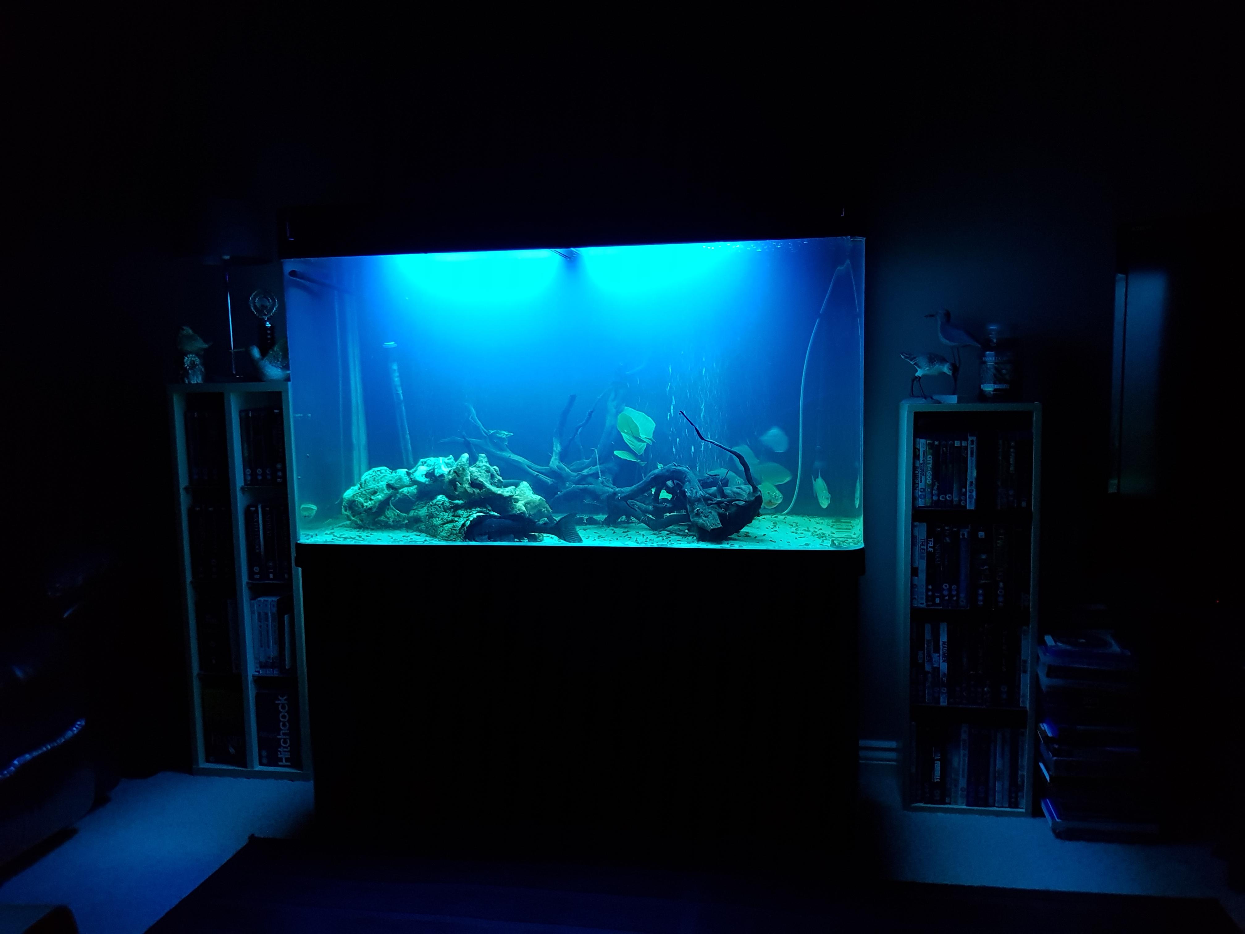 Always time to enjoy your tank for 5 minutes at night r/Aquariums