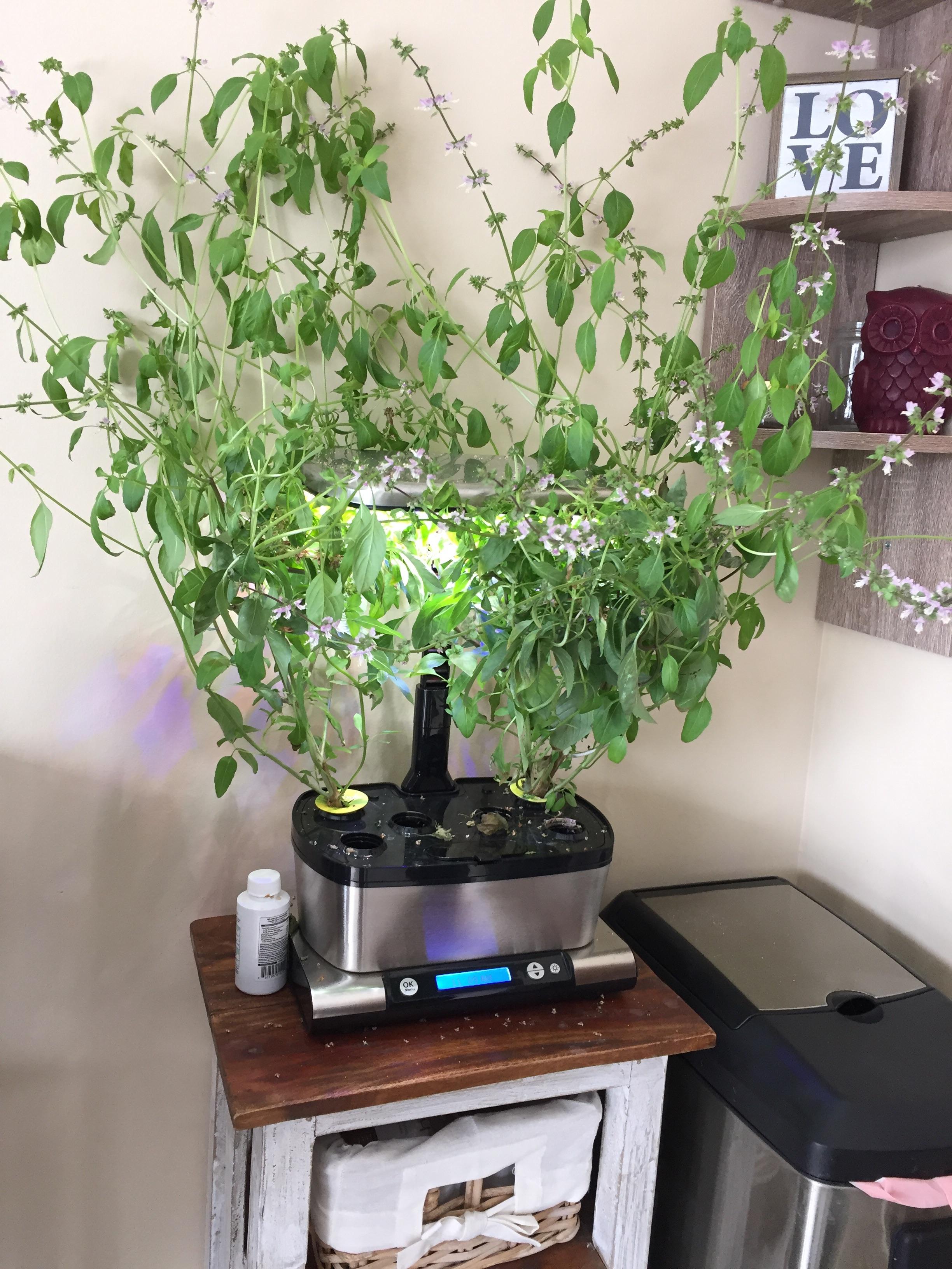 My hydroponic basil has outgrown its home. How can I help it grow more