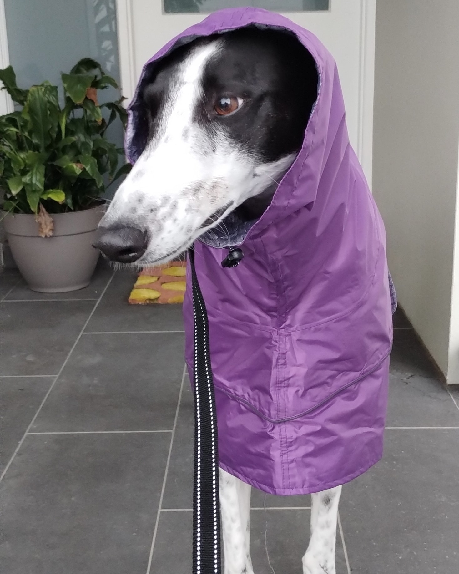 rain rain go away! ☂️ r/Greyhounds
