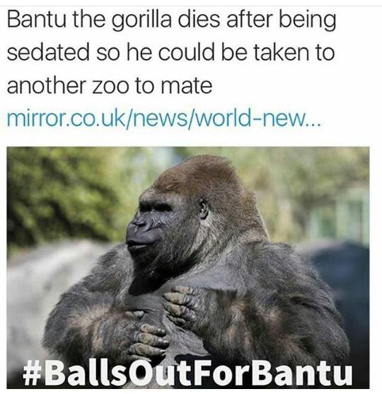 BallsOutForBantu r/Harambe