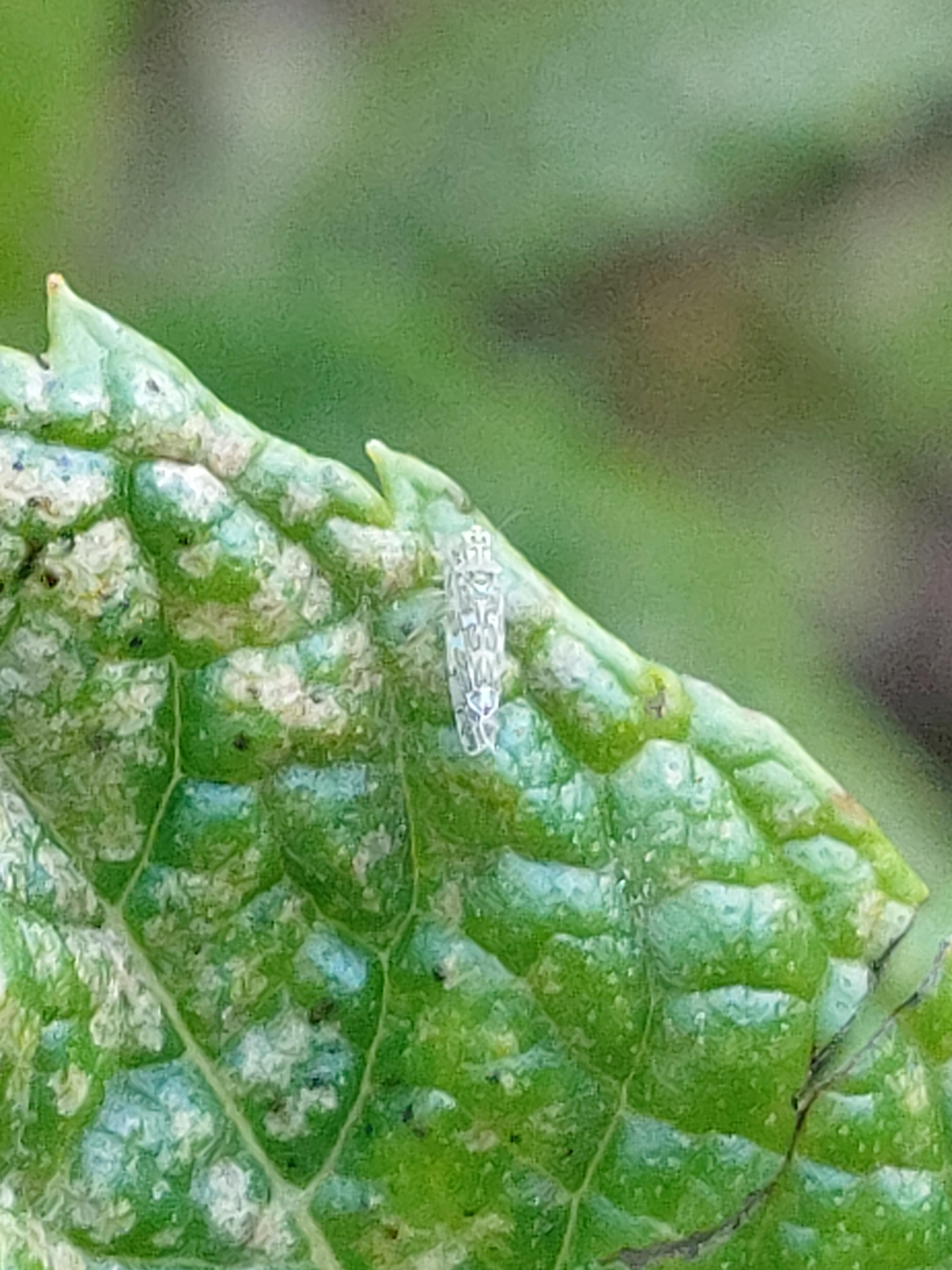 Tiny white "fly" on mint. What is it ? How to deal w it ? (France) r