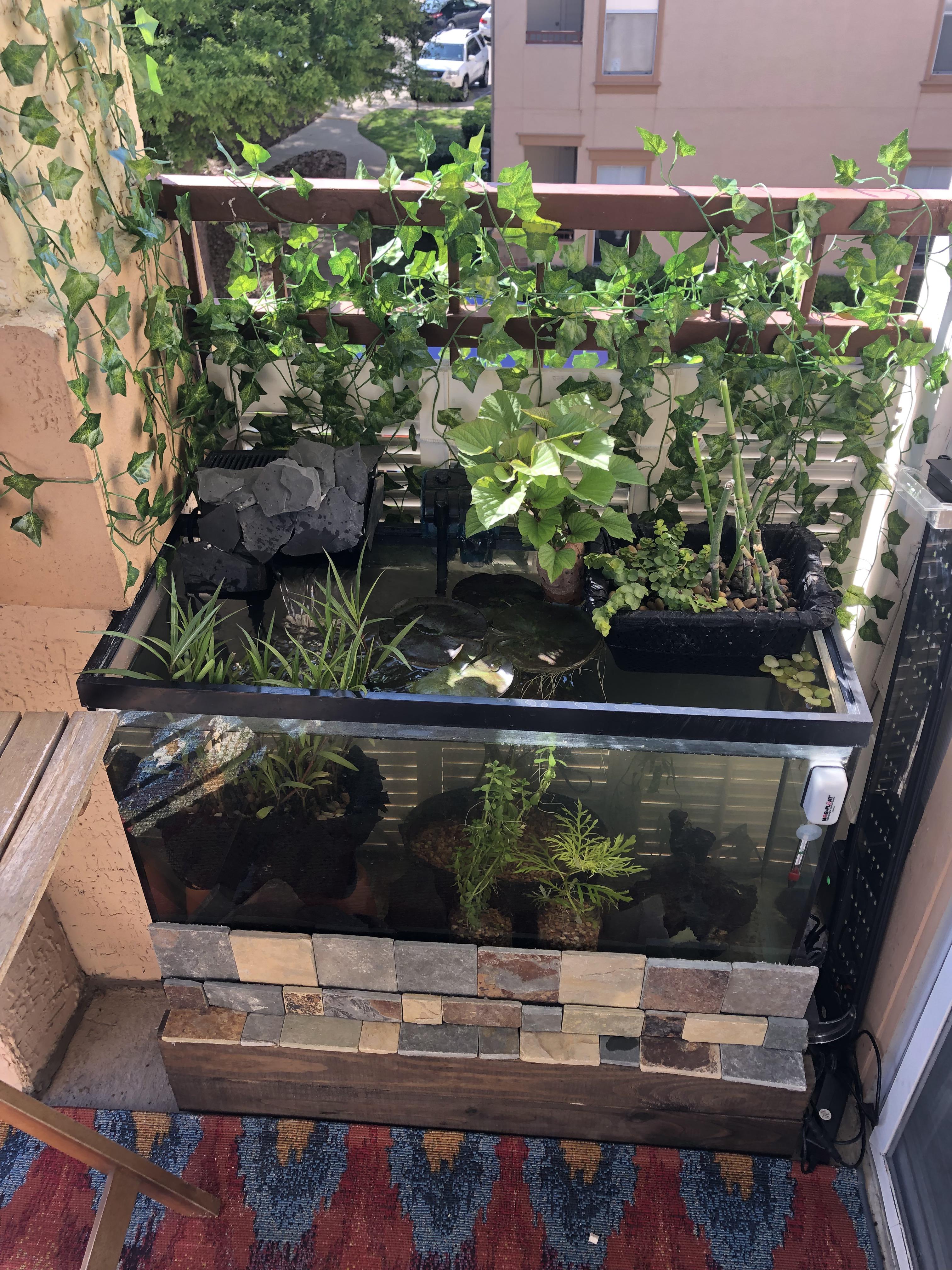 Balcony Pond r/ponds