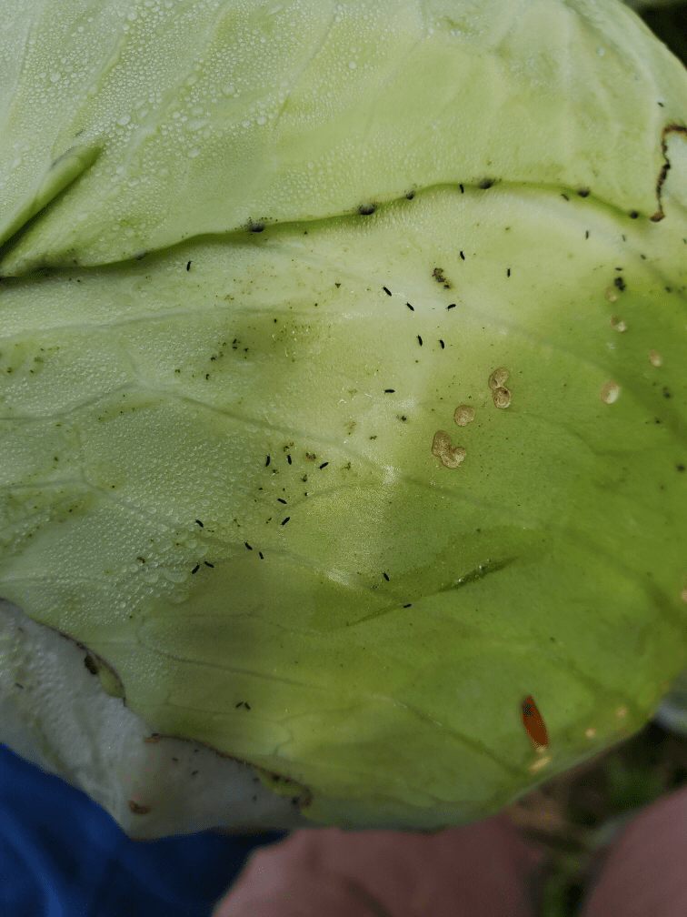 Weird slug bugs on cabbage? Northern CT. They’re soft bodied, and jump