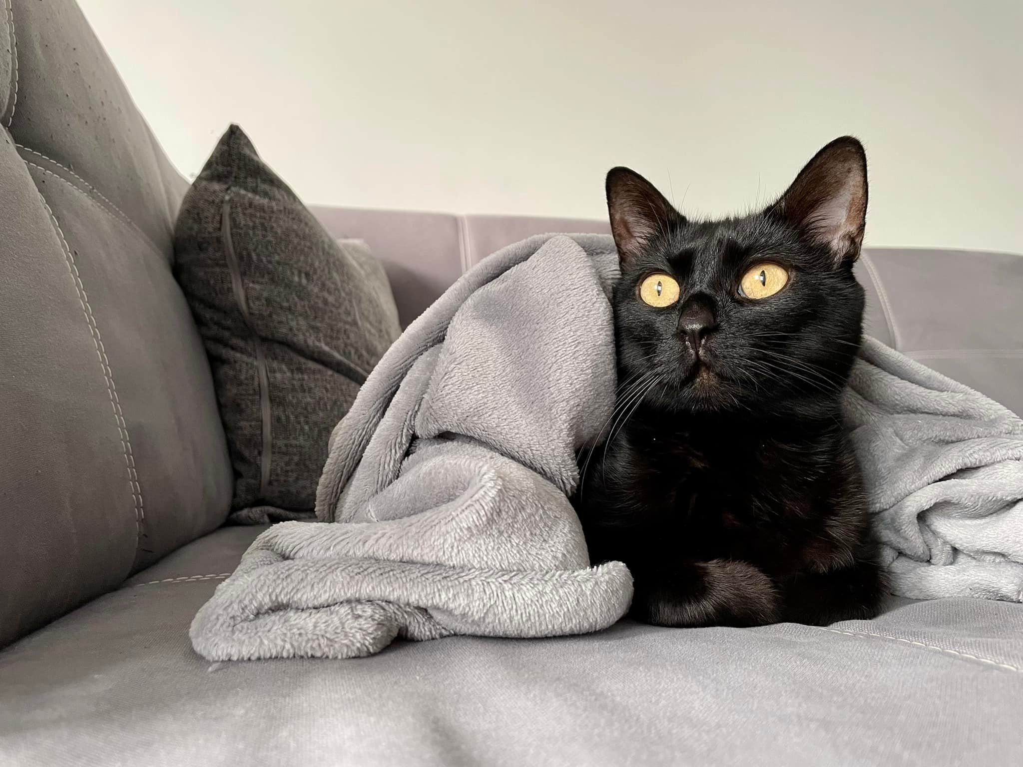 My black cat, so majestic, anyone know what breed is it? I never really