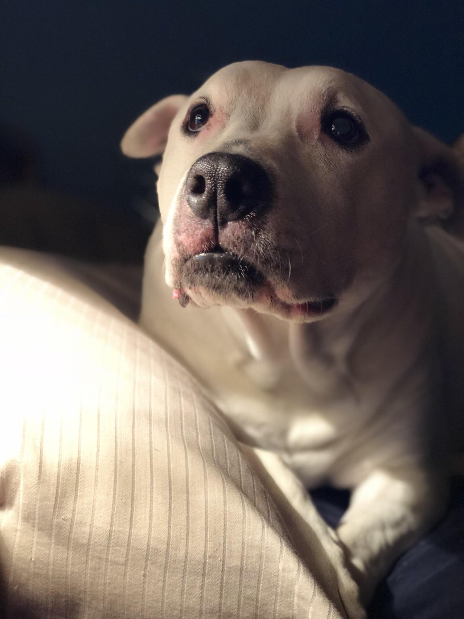 This is my dog Lady and she says hi to Reddit r/aww