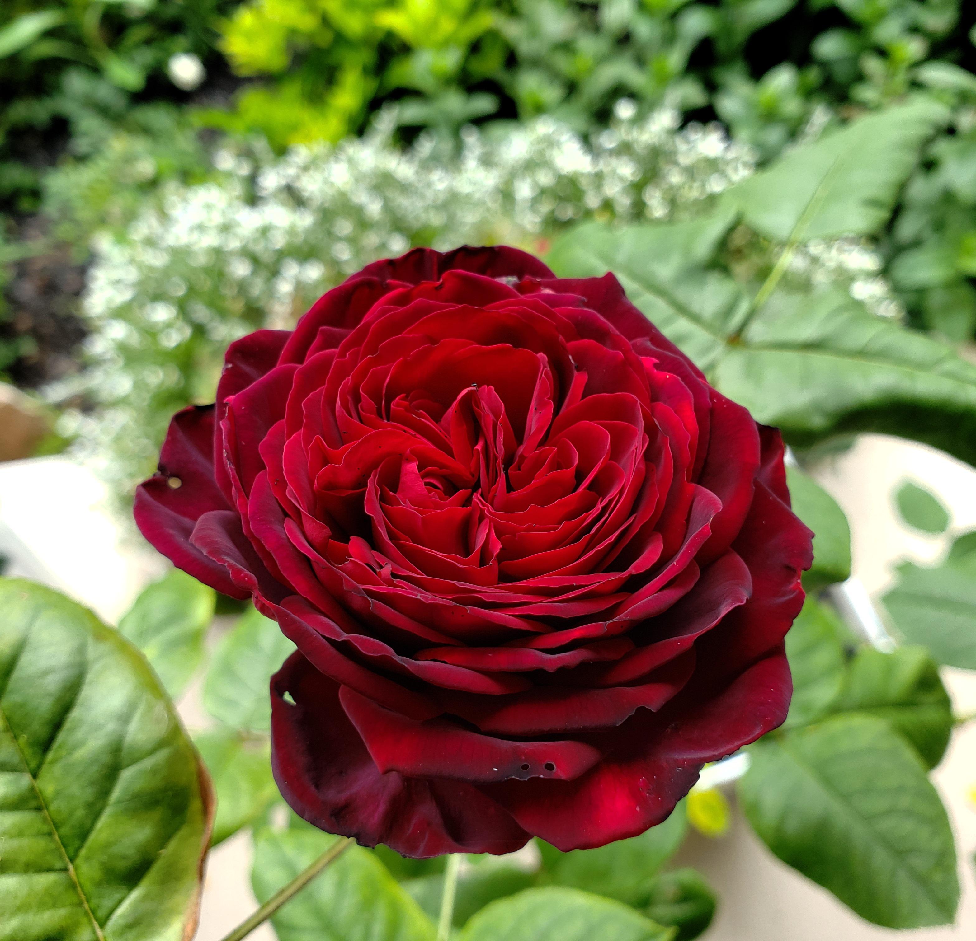 Black Caviar Rose! Scent is Incredibly strong for a little flower r/Roses