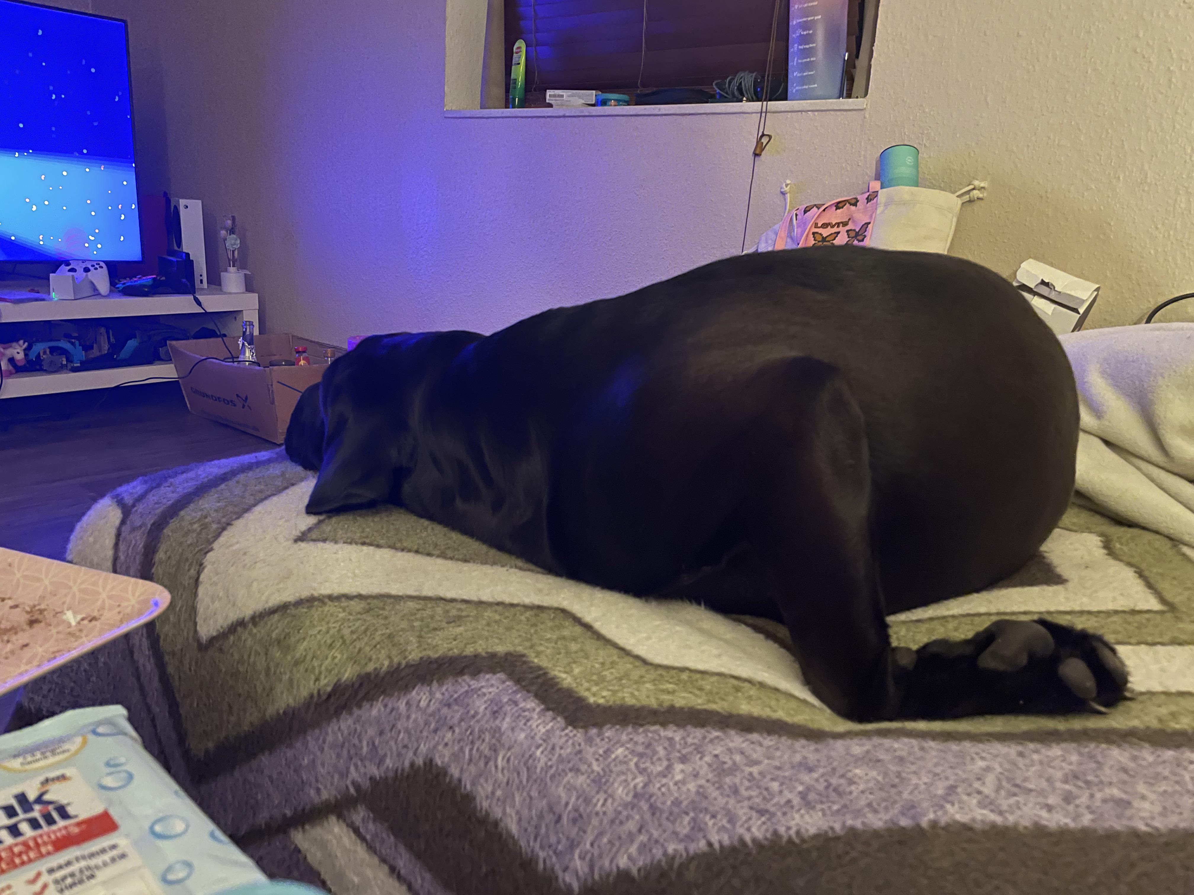 This is how my dog sleeps r/funny