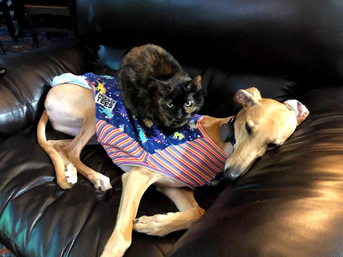 Cat Safe Greyhounds Greyhounds