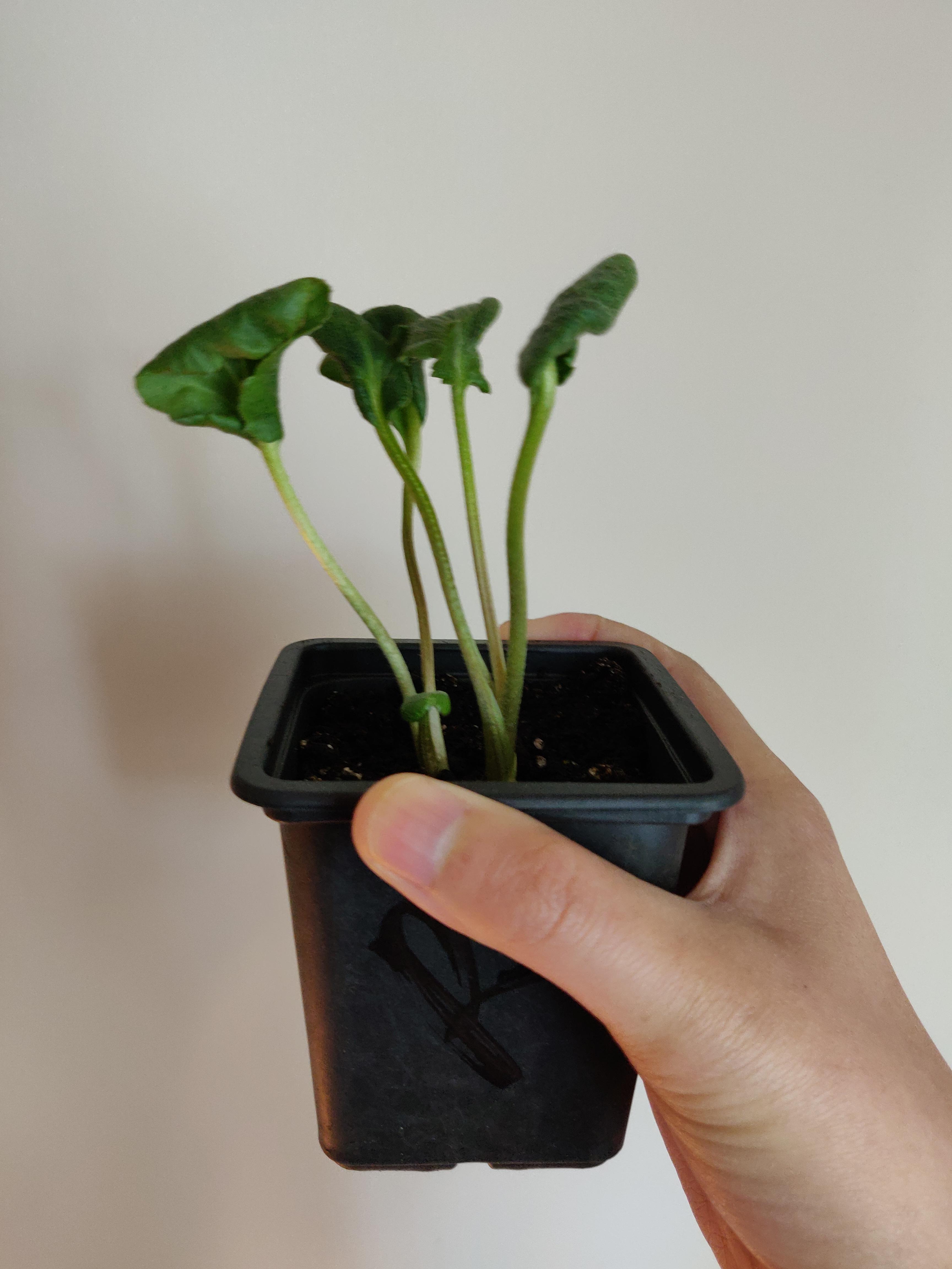 Any idea why my ranunculus has curled leaves? I'm growing them under a