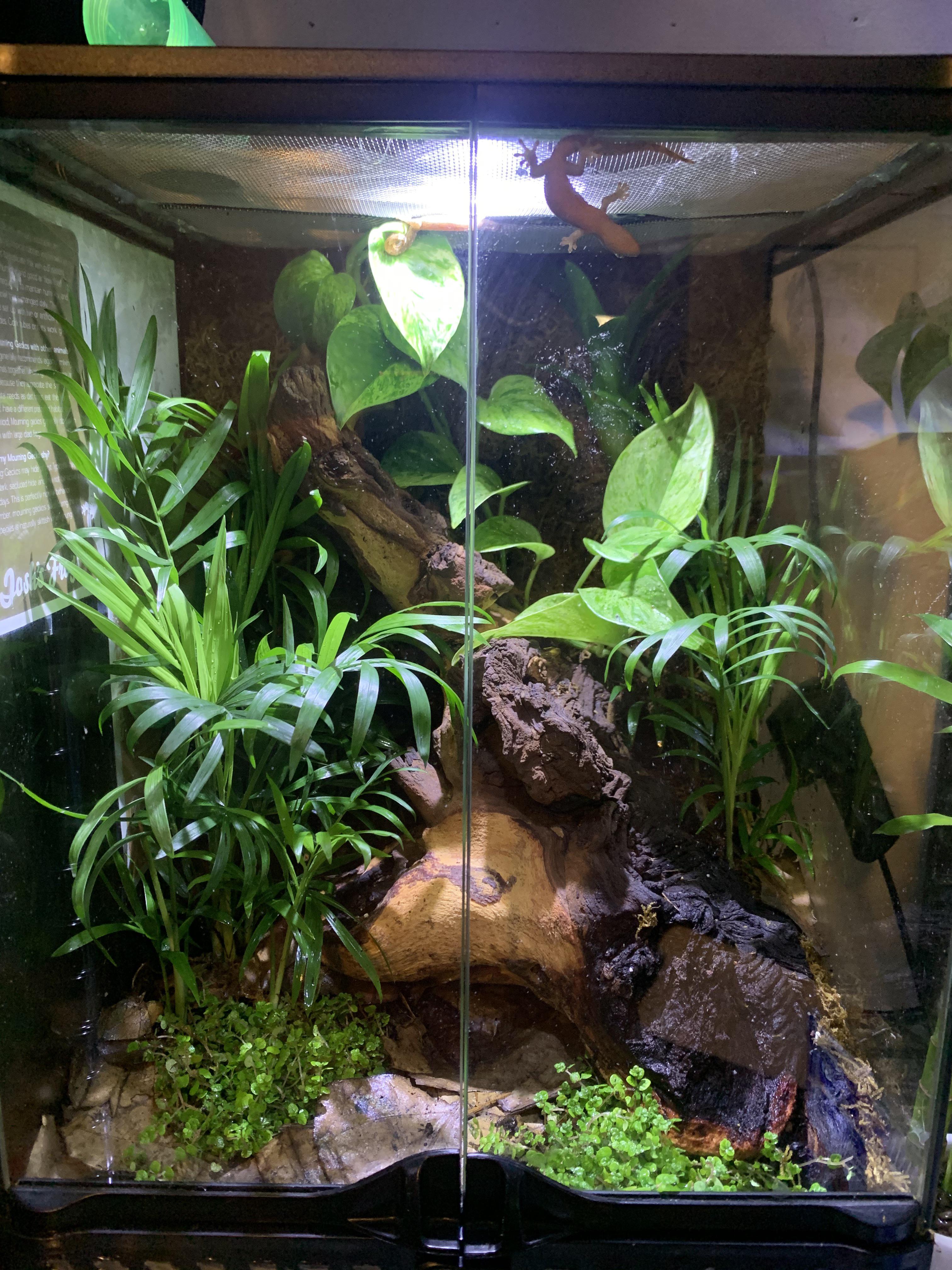 Mourning Geckos in Their Revamped Home!!! r/geckos
