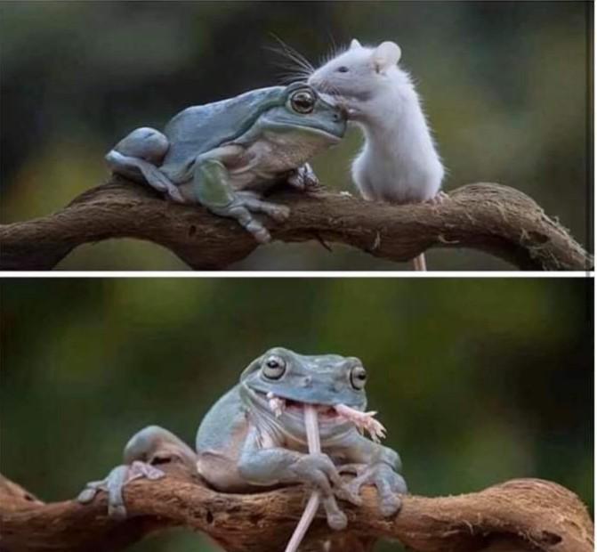 You pet the damn frog and get eaten! r/dontpetthedamnfrog