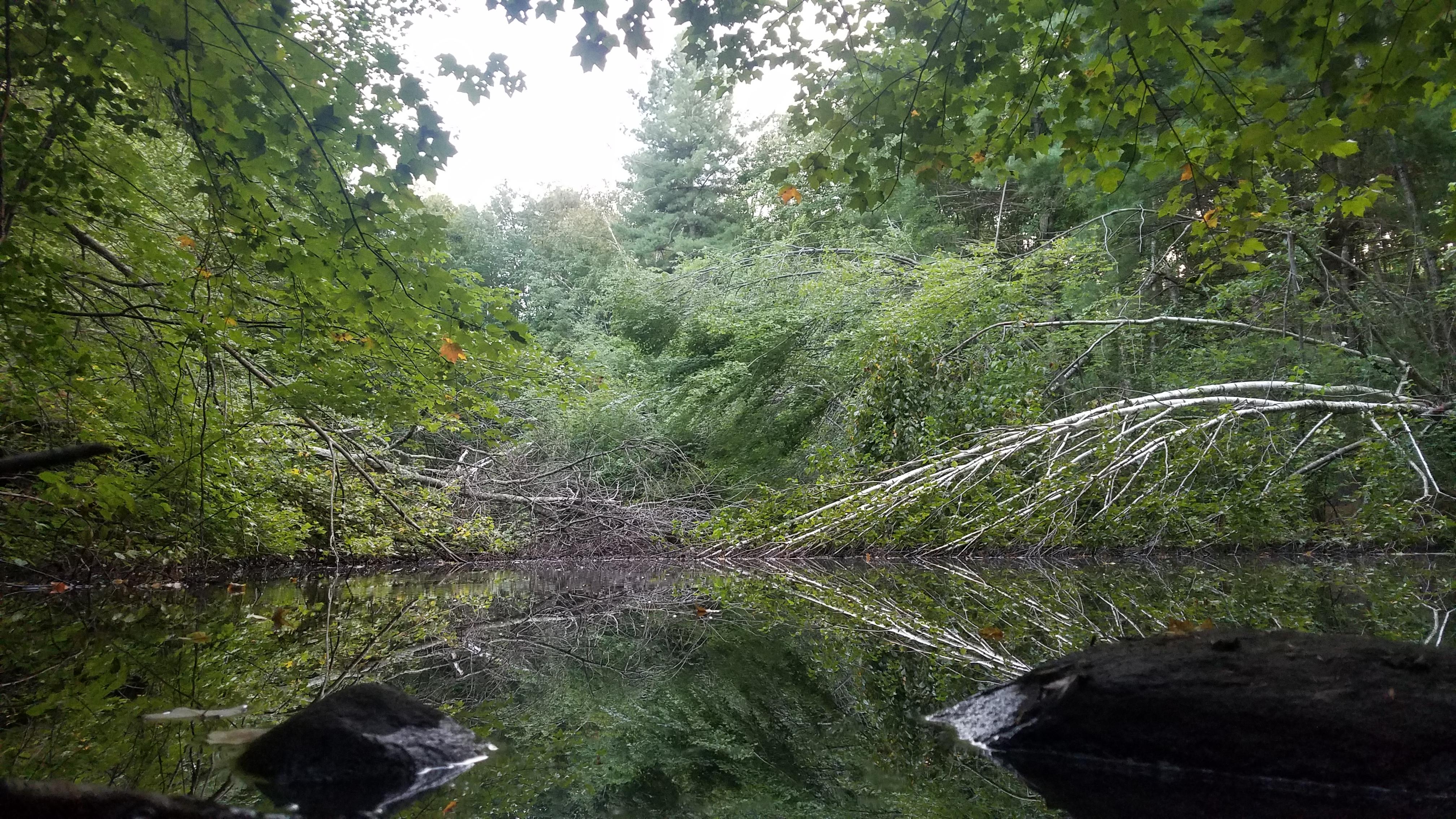 Westford MA r/natureporn