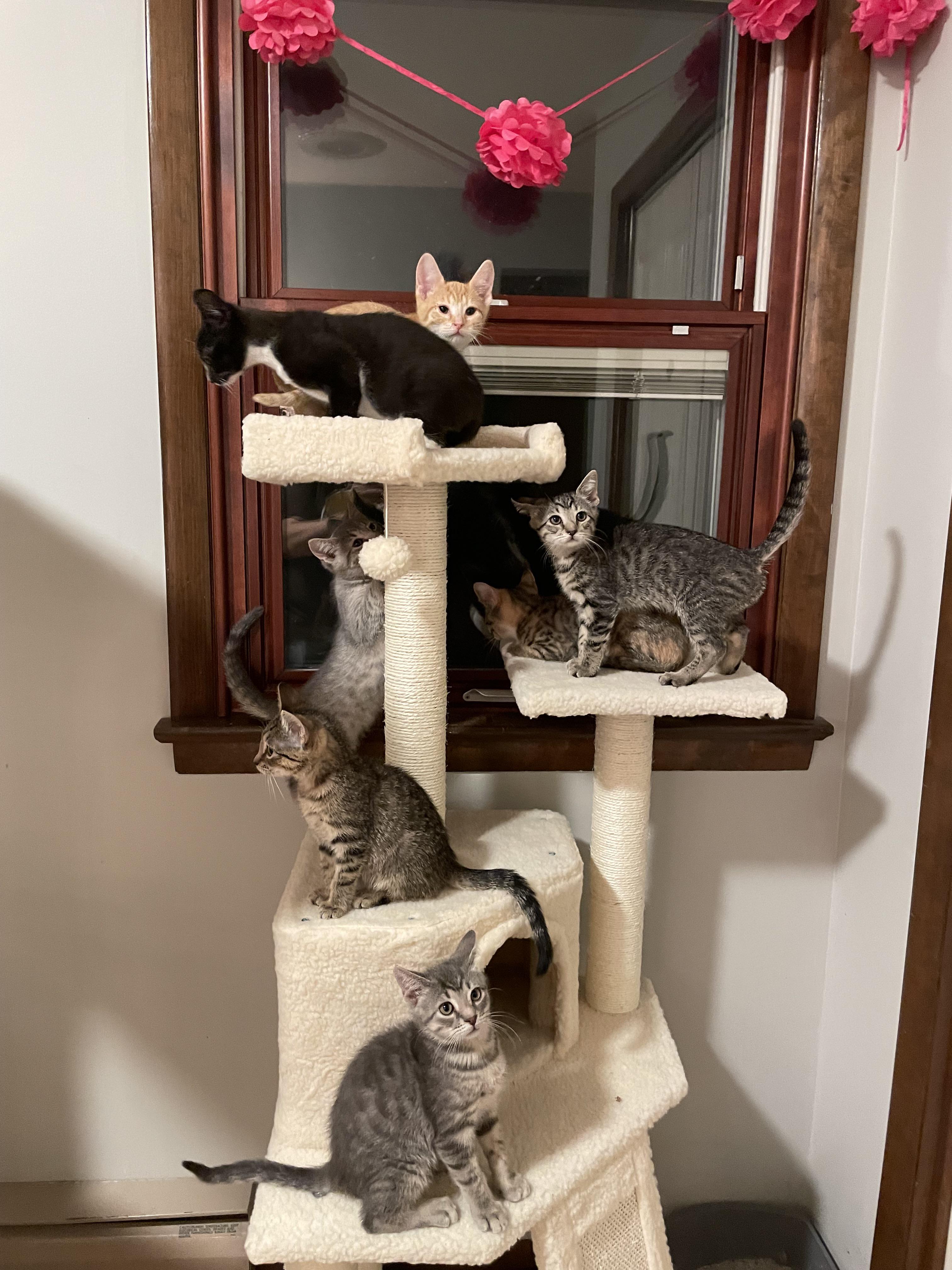 Foster kittens loving their new tower! r/Kitten