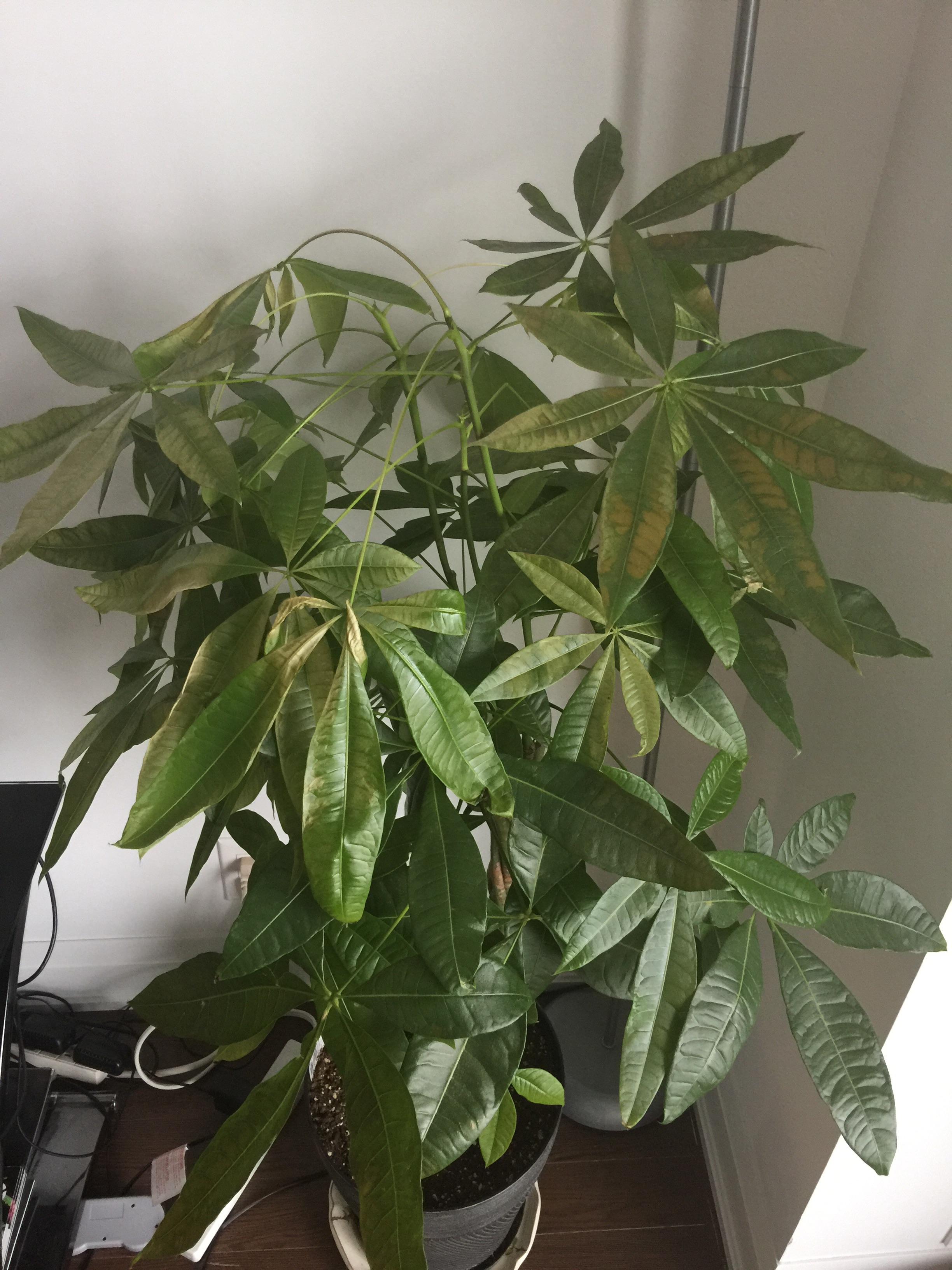 Help! What's wrong with my money tree? r/plants