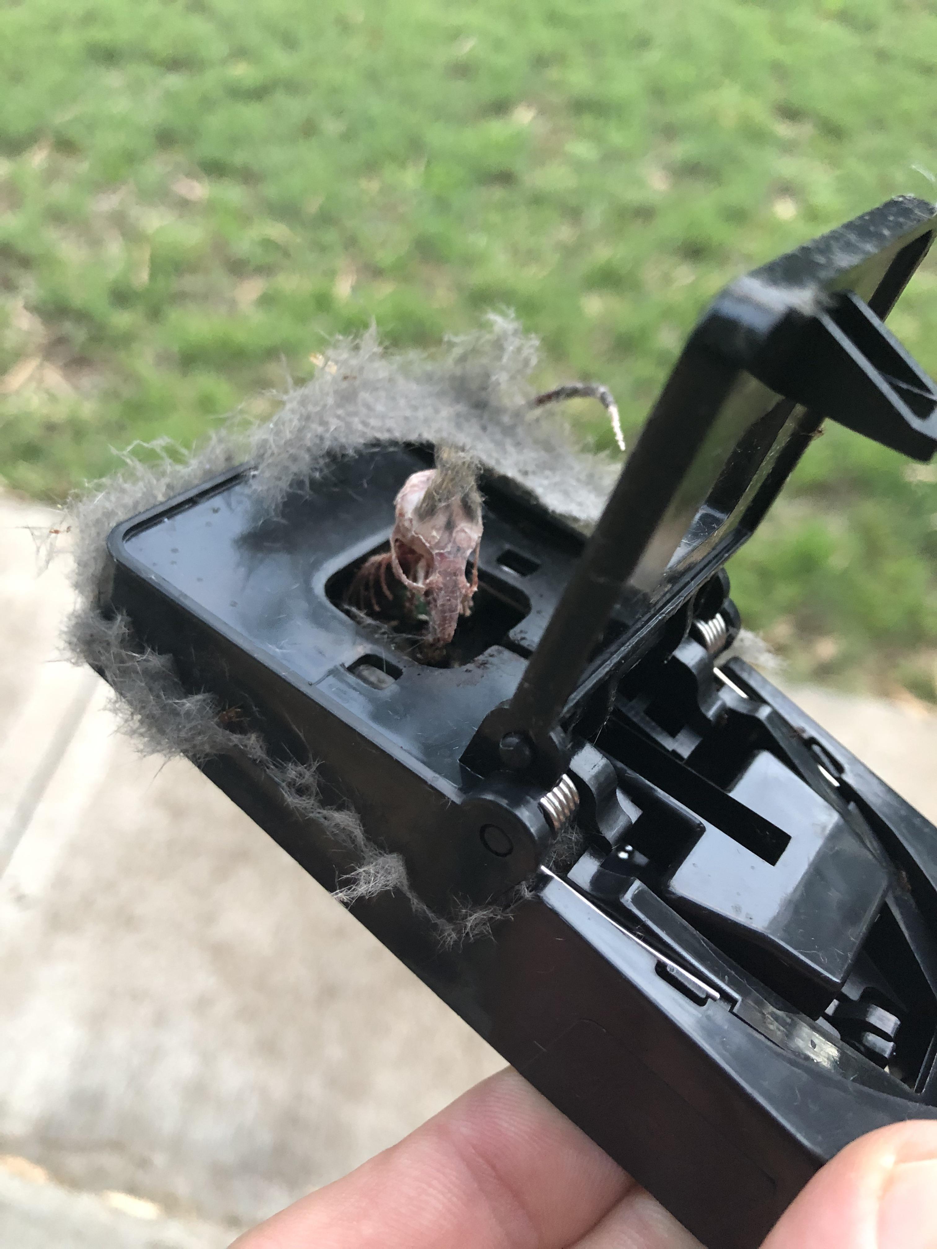 When you have a mouse plague but also an ant problem. Trap left for