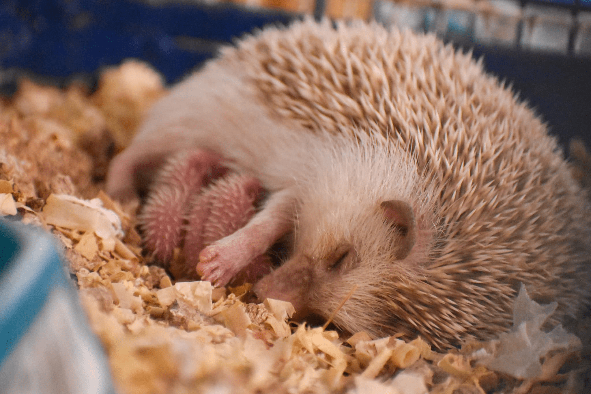 Momma hedgehog with her babies r/aww
