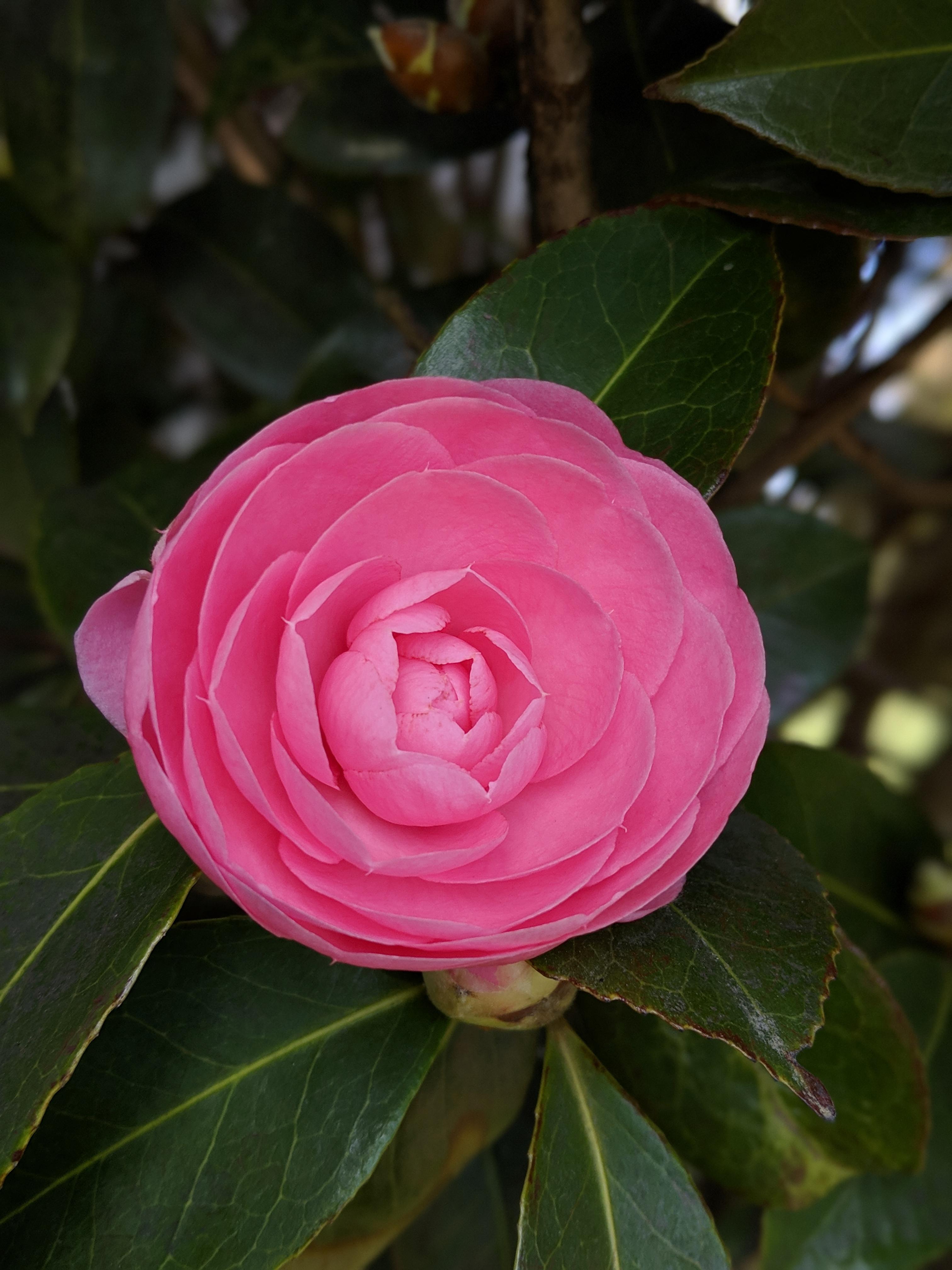 This huge Camellia (20'+ tall ?) took my breath away today. Had to go in for a closer look