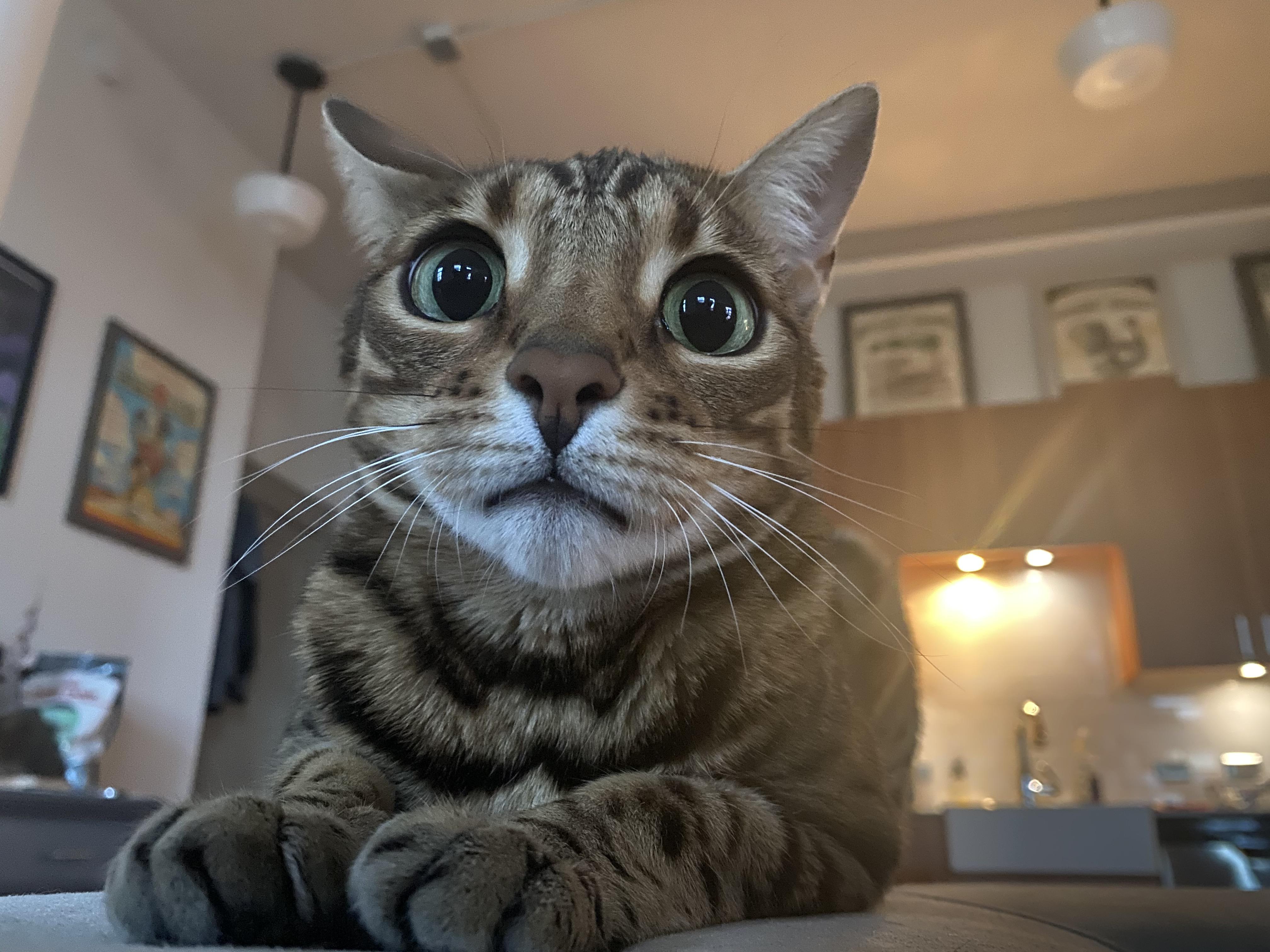 This is Olive. Olive is concerned. r/cats