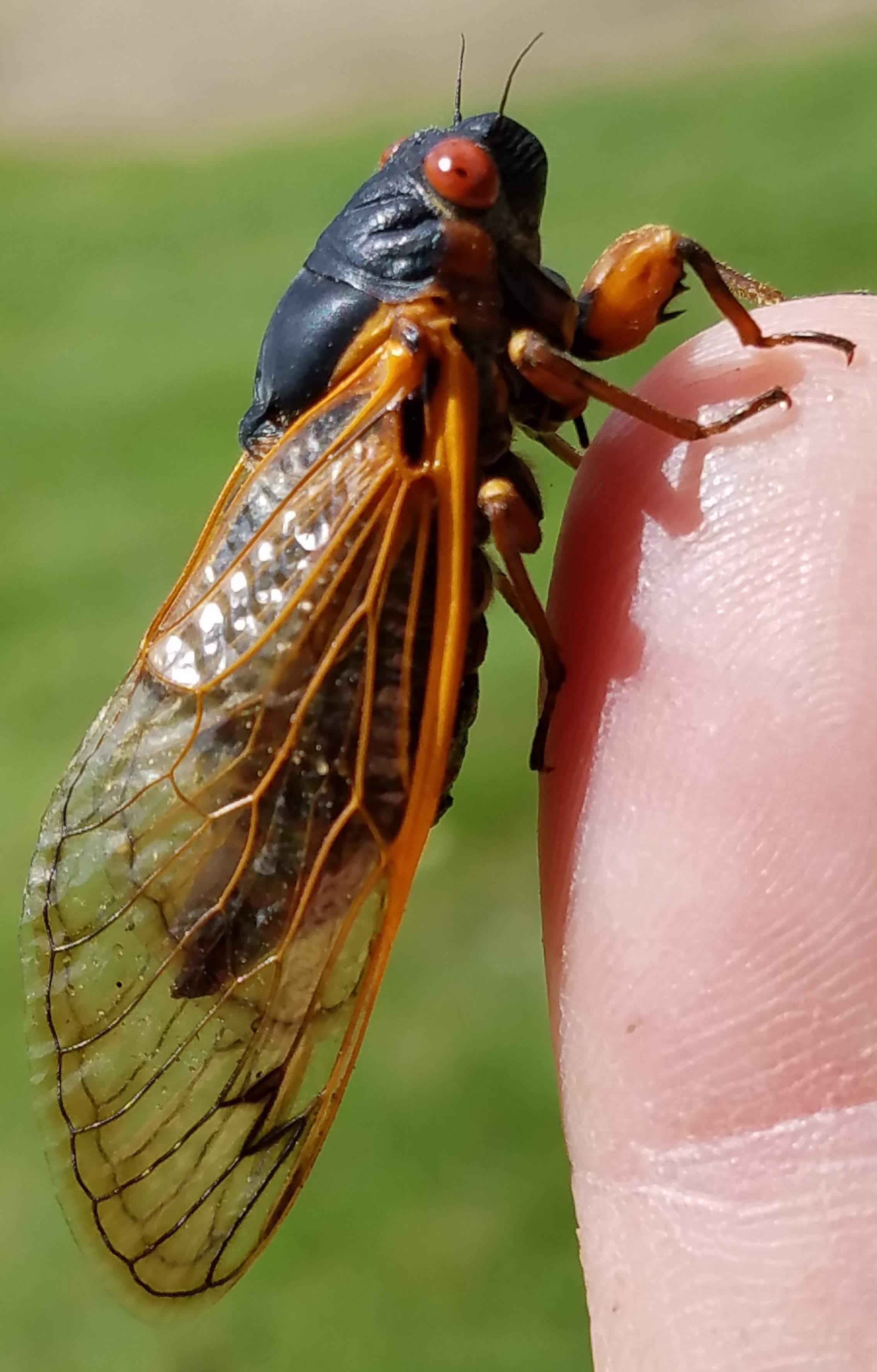 Some cicadas can make sounds nearly 120 decibels loud. insects