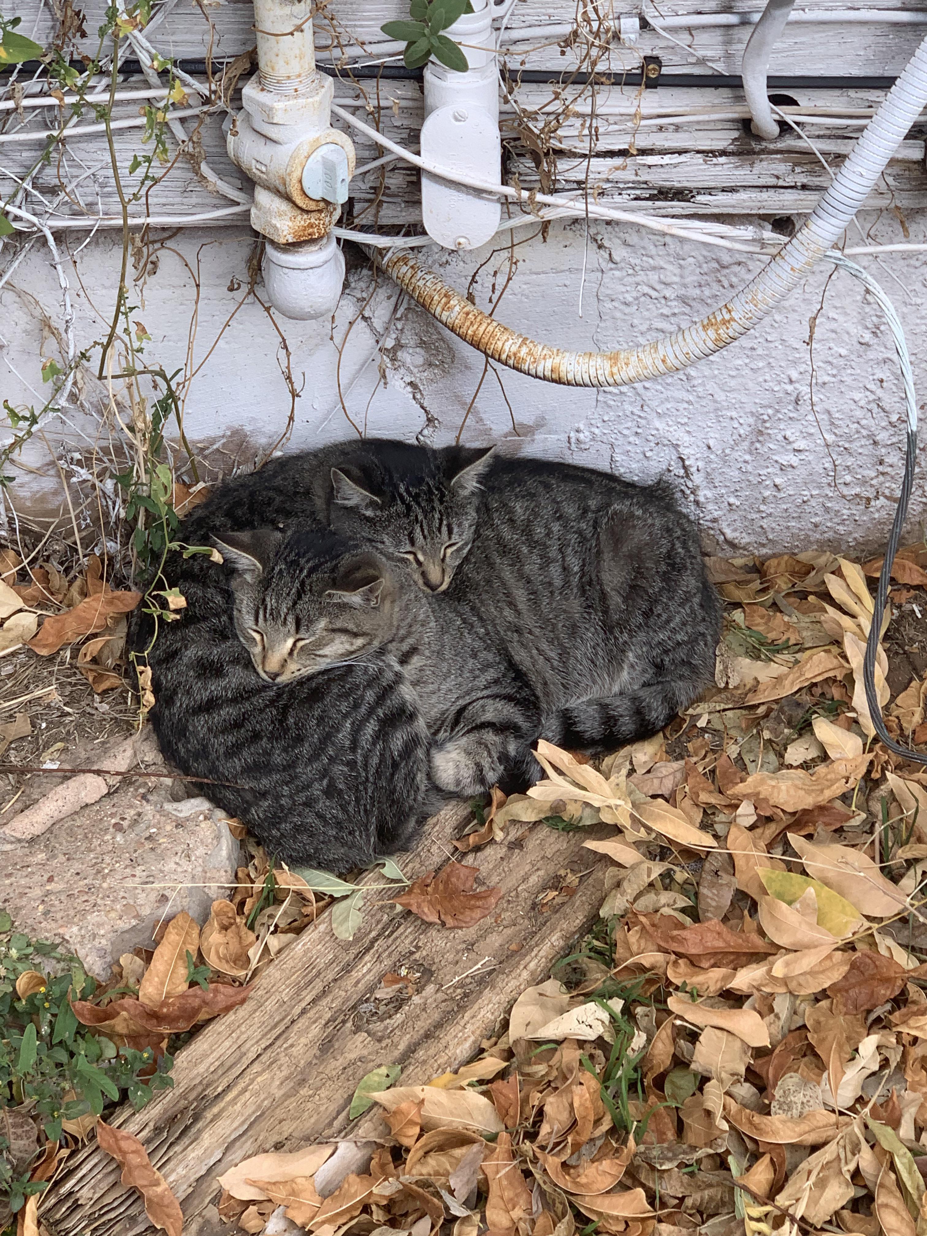 Cats Sleeping Together Outside