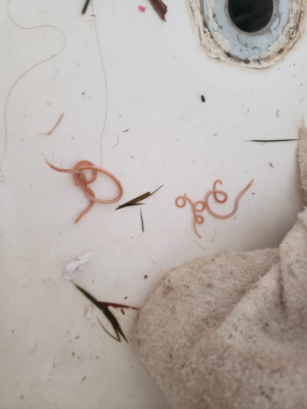 What Do Worms Look Like In Dogs Vomit