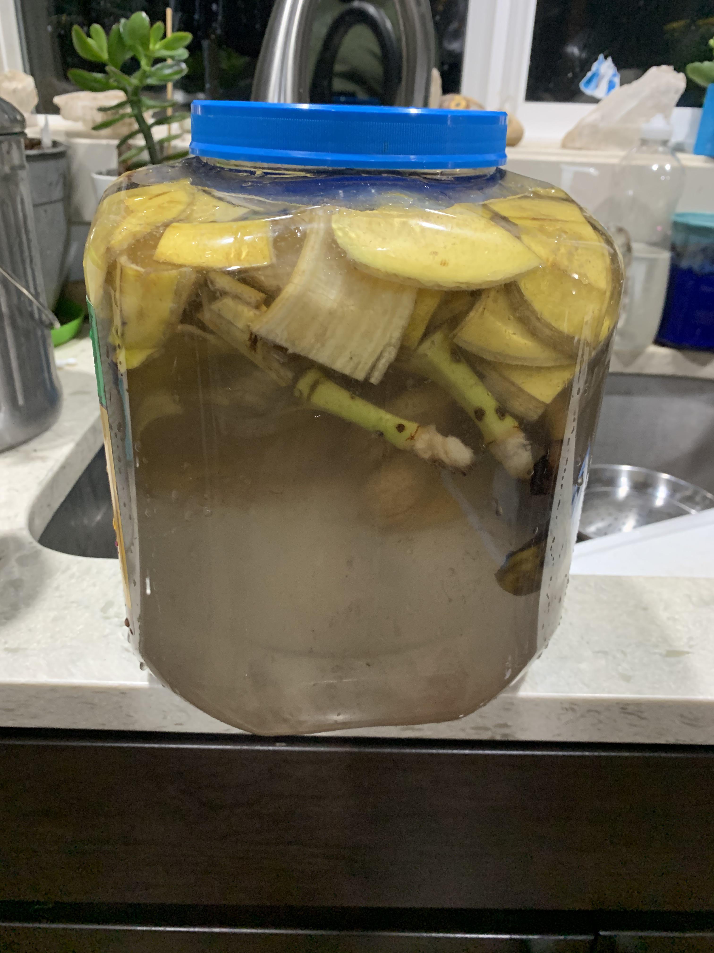 Banana peel compost tea in the making
