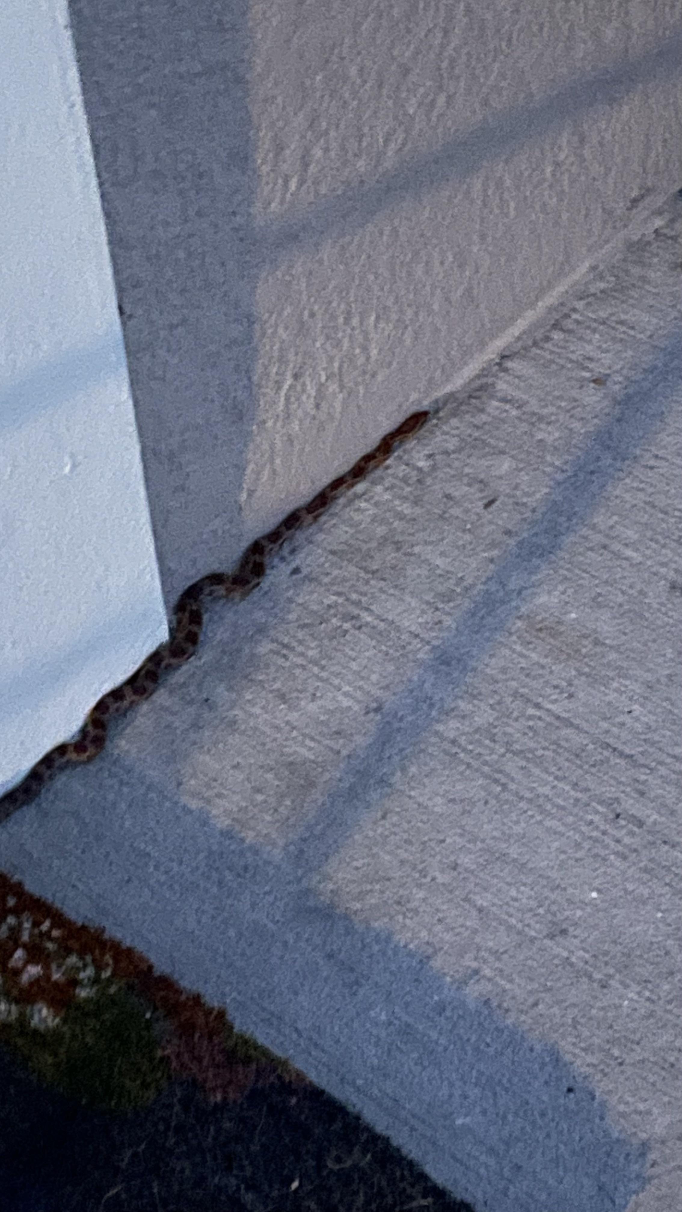 Snake on my front porch. What kind of snake is this? r/snakes