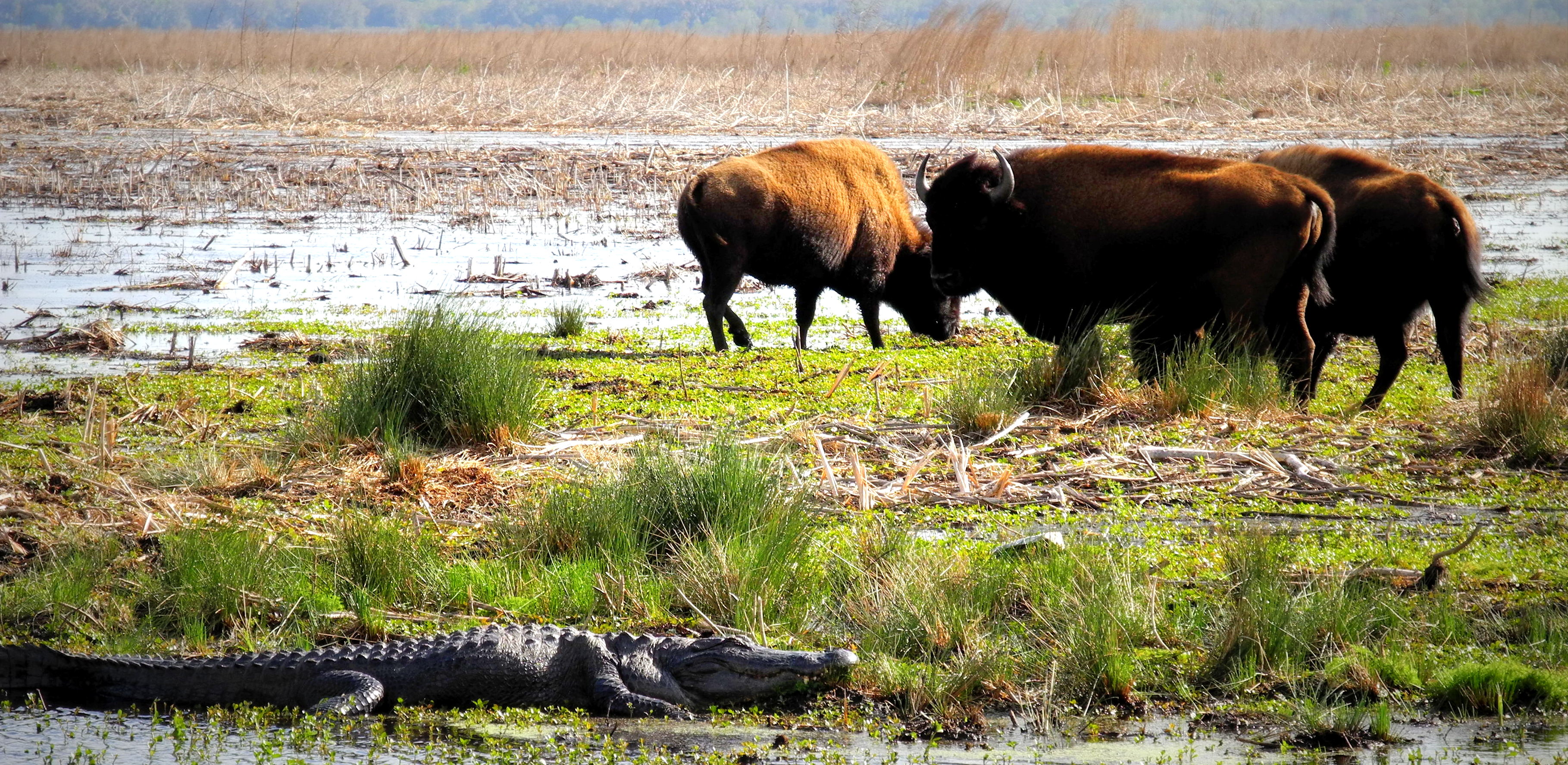 American bison and alligator at the Paynes Prairie Preserve State Park, Florida r