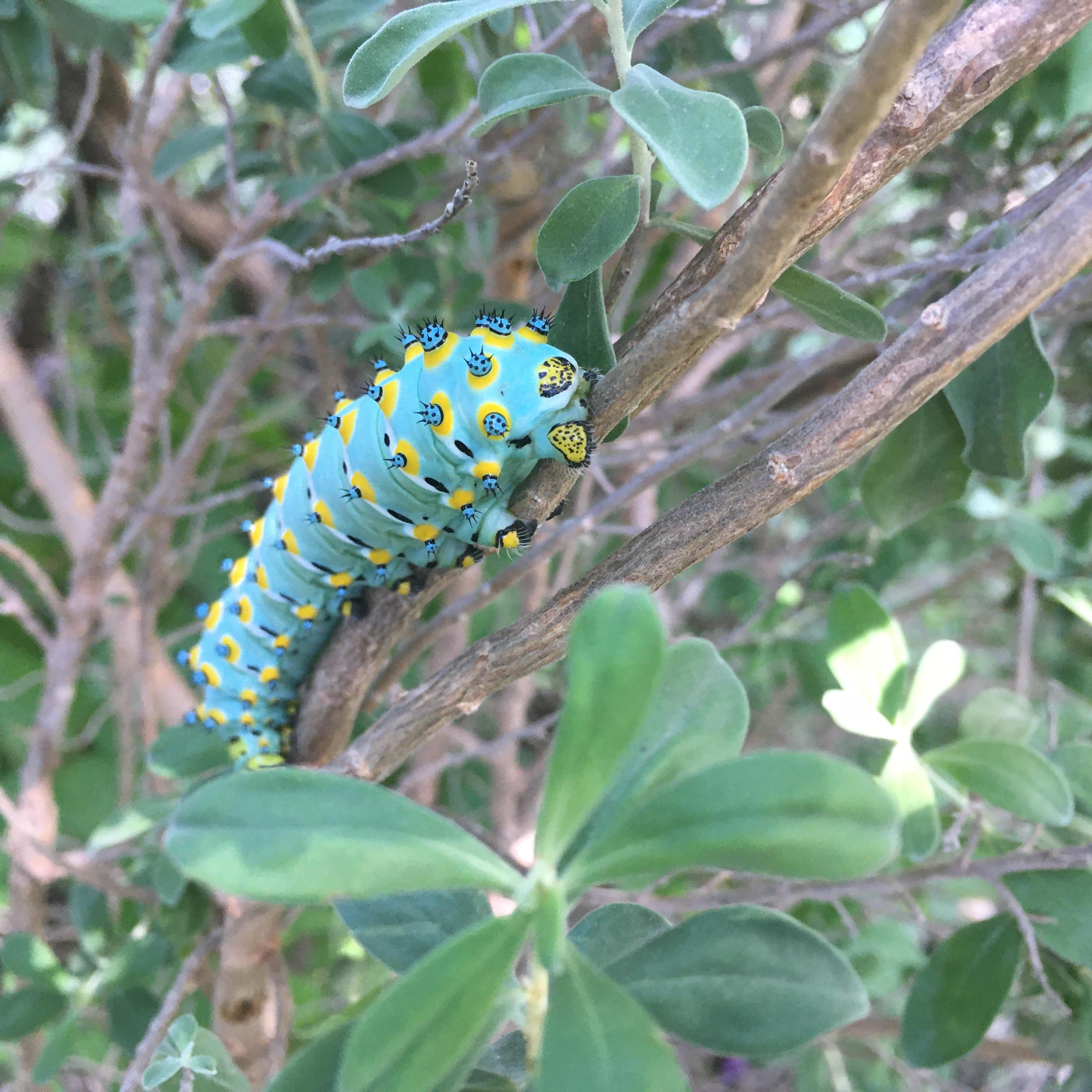 San Antonio, Texas, USA — I think it might be a moth caterpillar, but