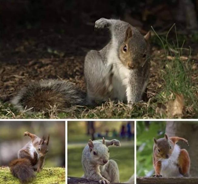 Squirrels look like superheroes when they land r/pics