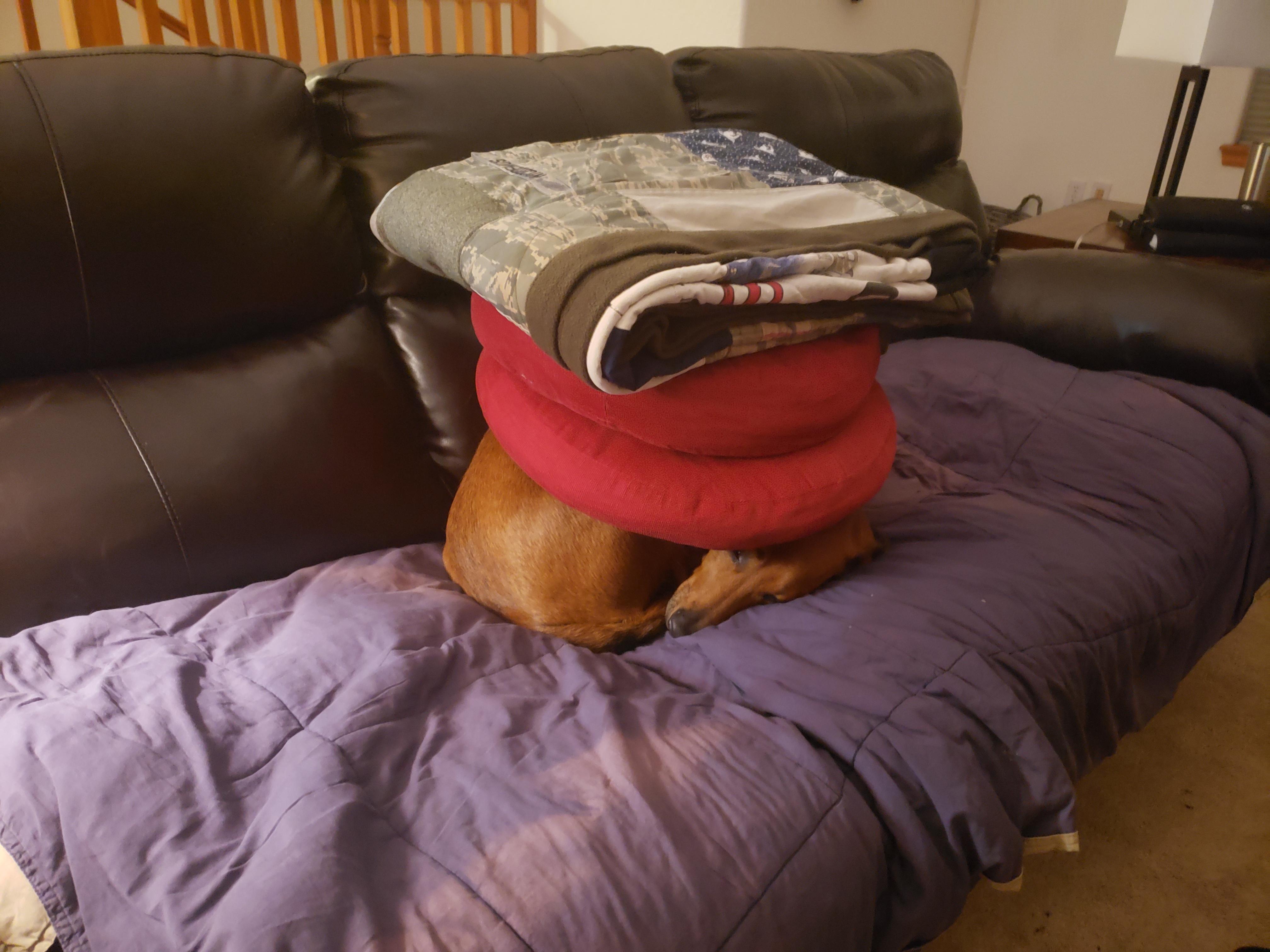 The dog stack!! r/aww