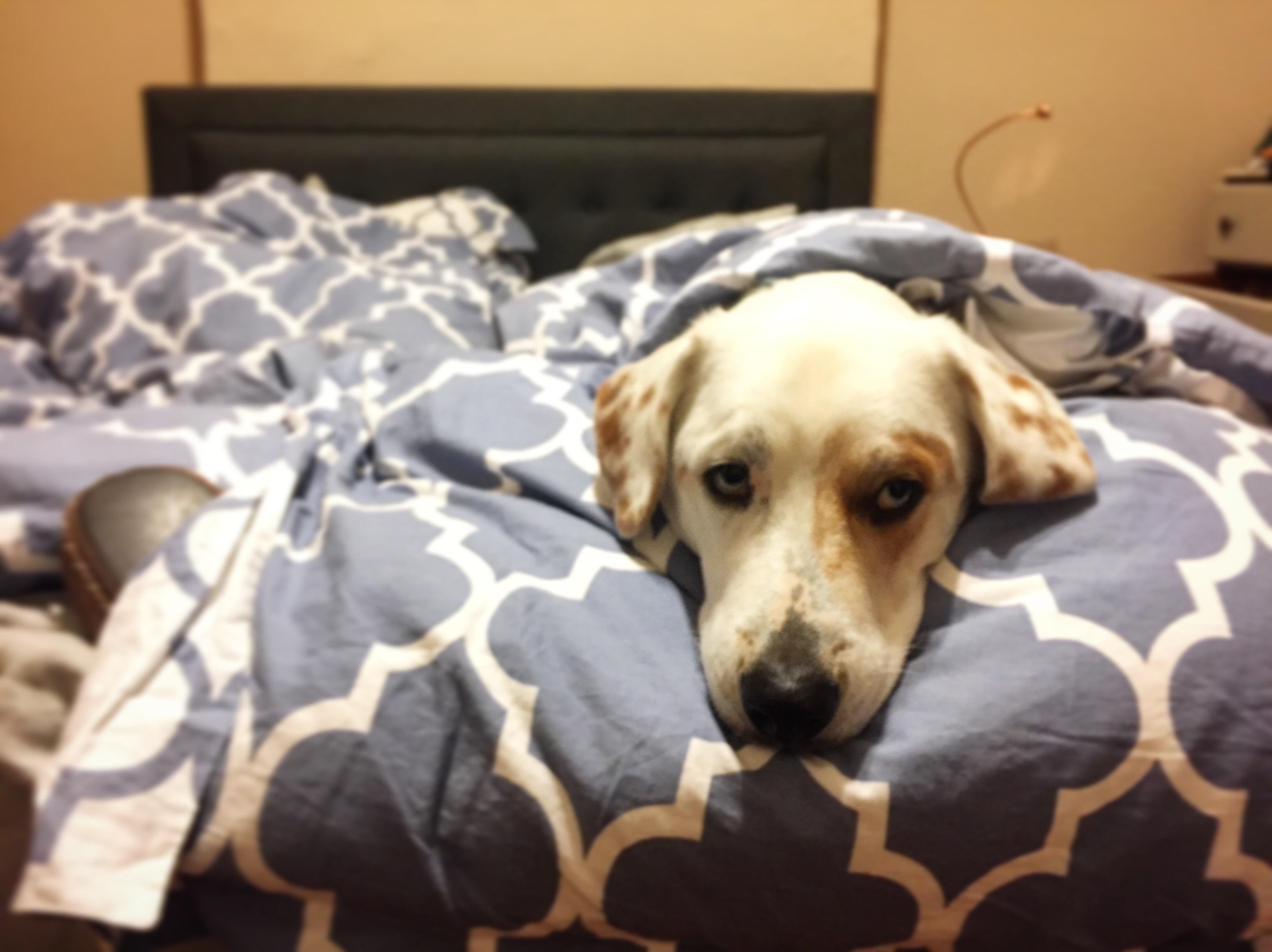 My dog appears to be fed up with the cold weather r/aww