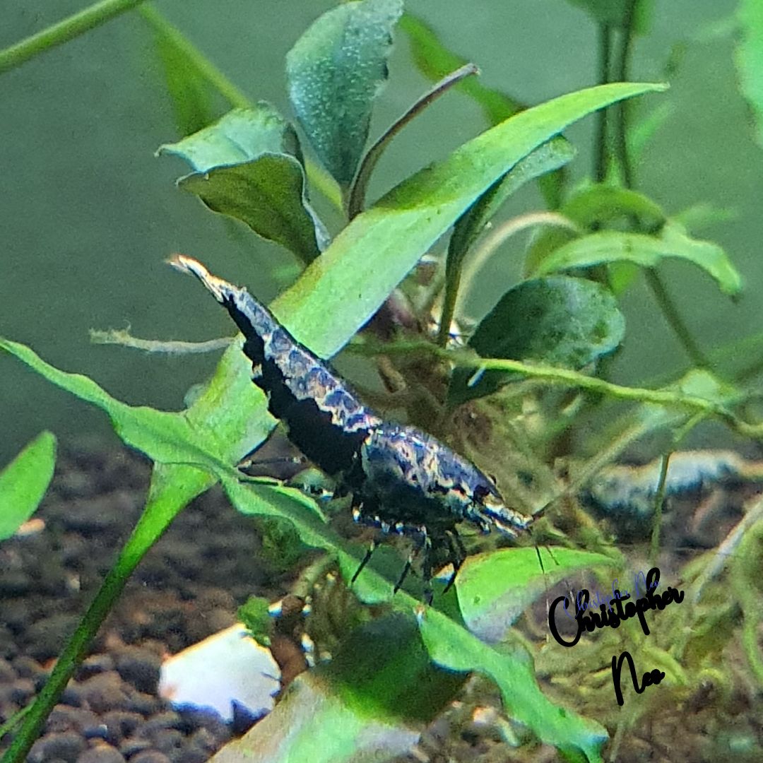Caridina Metalic blue boa r/shrimptank