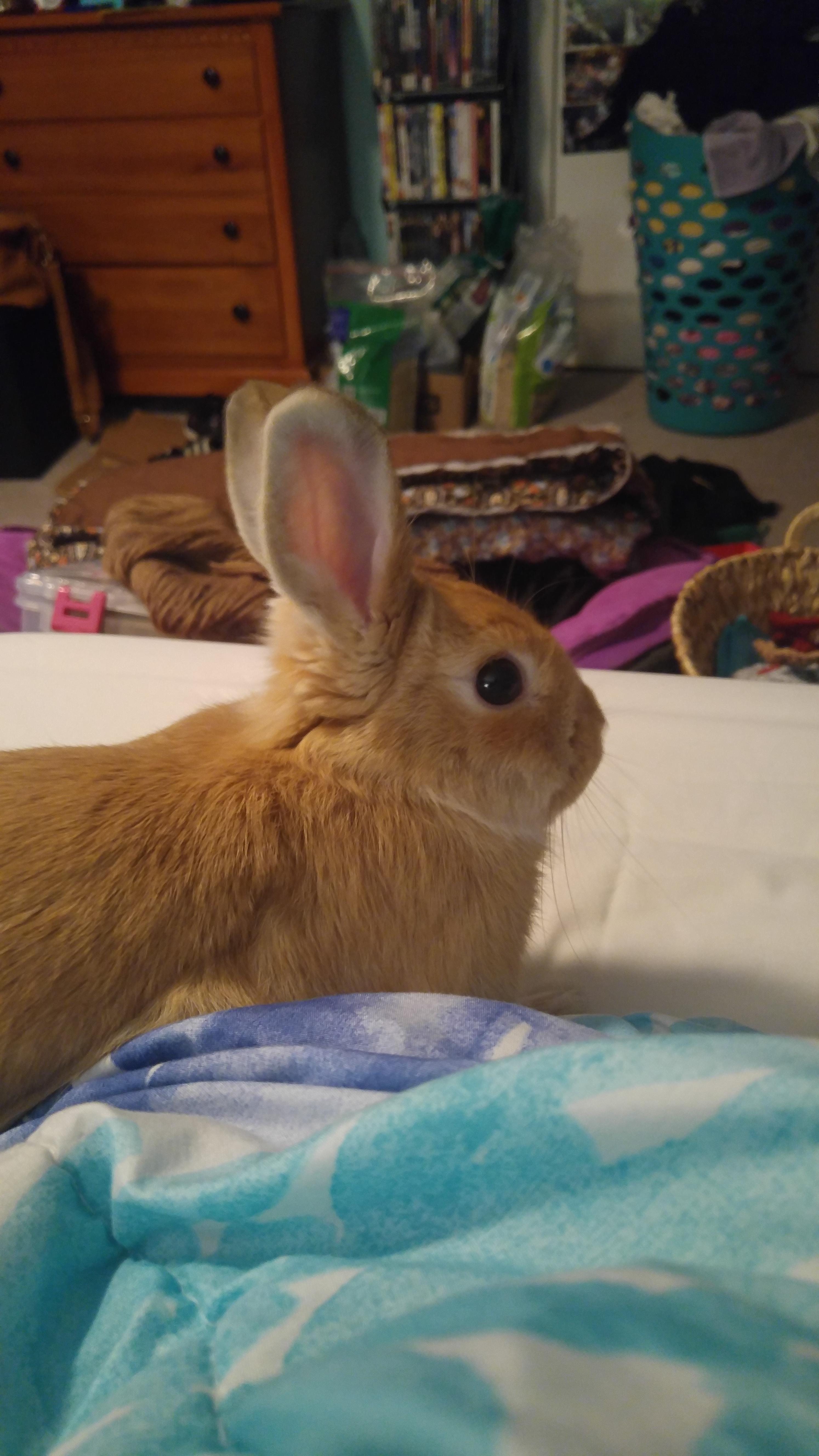 When she actually lays on my bed instead of digging the bed r/Rabbits