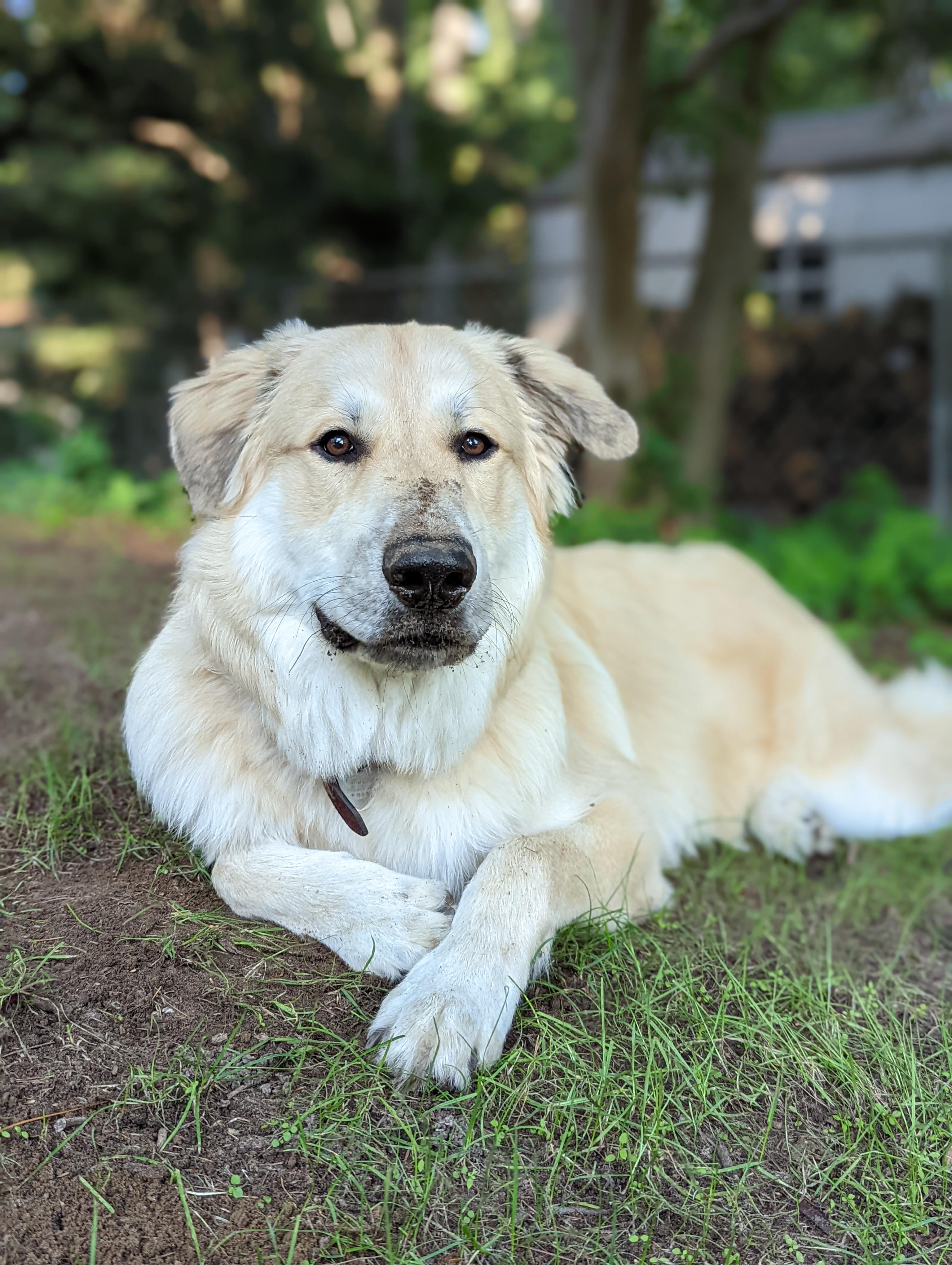Dog groomers that take large/giant breed dogs, and are accepting new