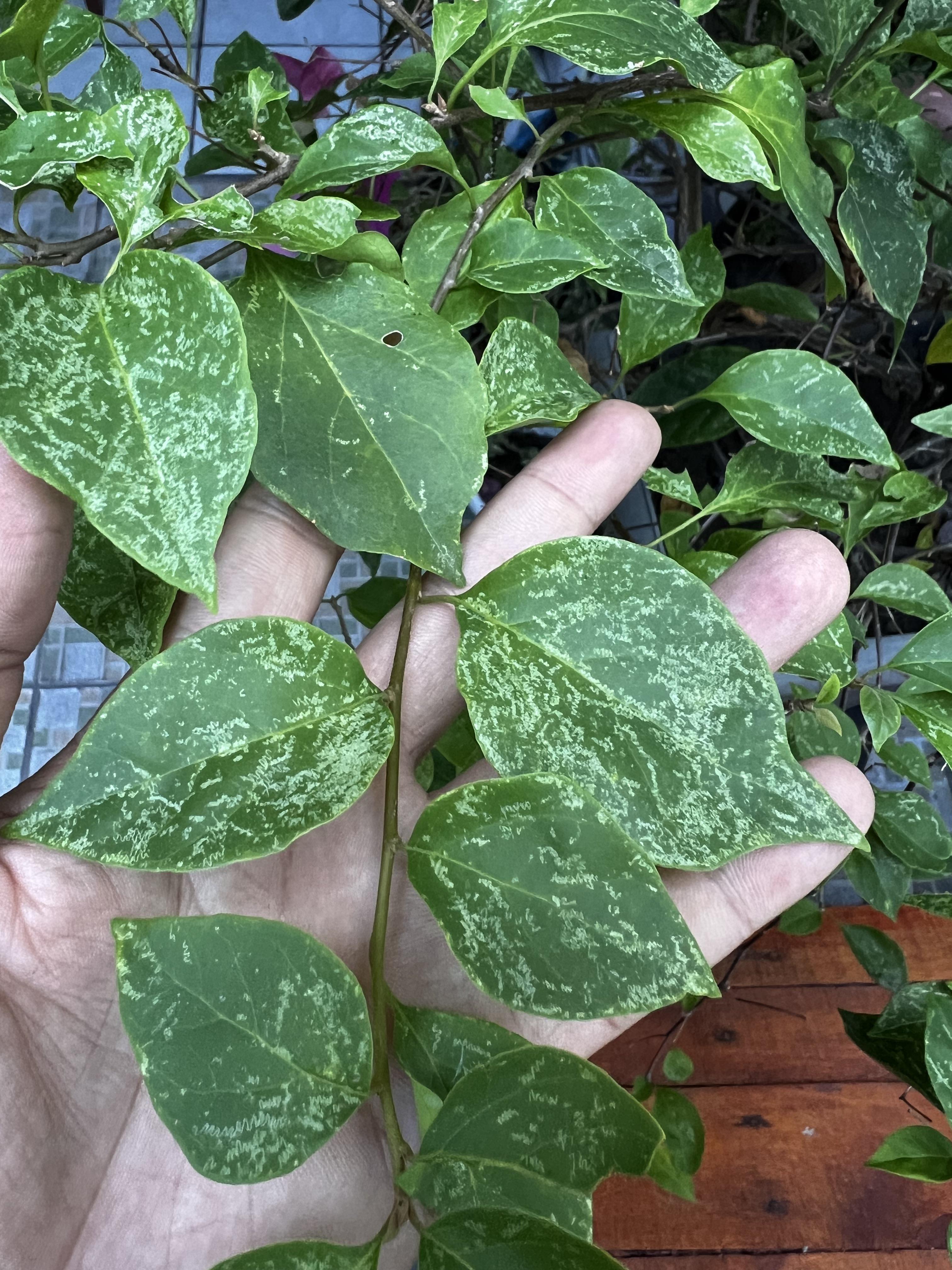 Help! My Bougainvillea leaves look like this! r/plantclinic