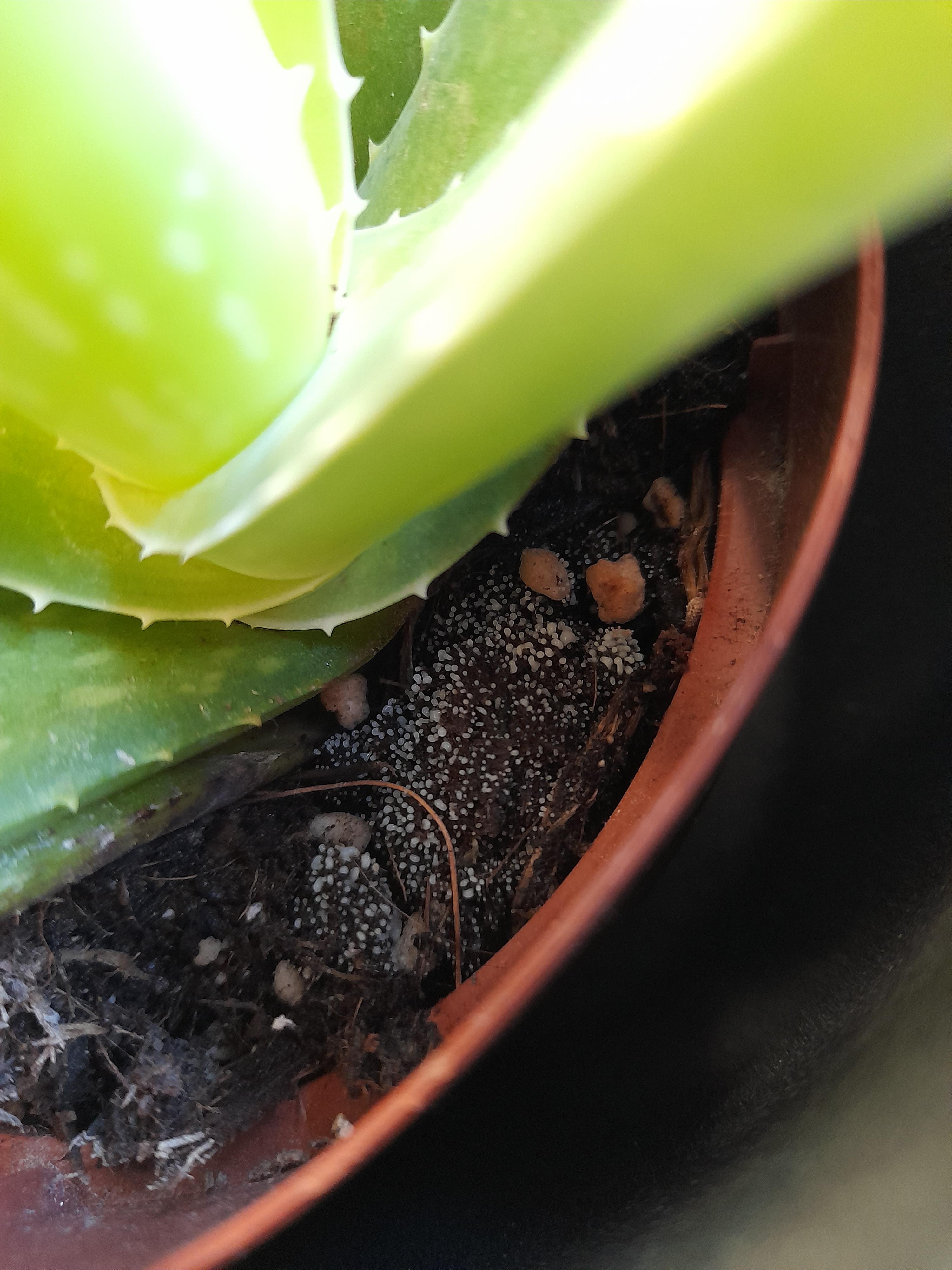 Small white spots have appeared on a section of soil of my aloe vera