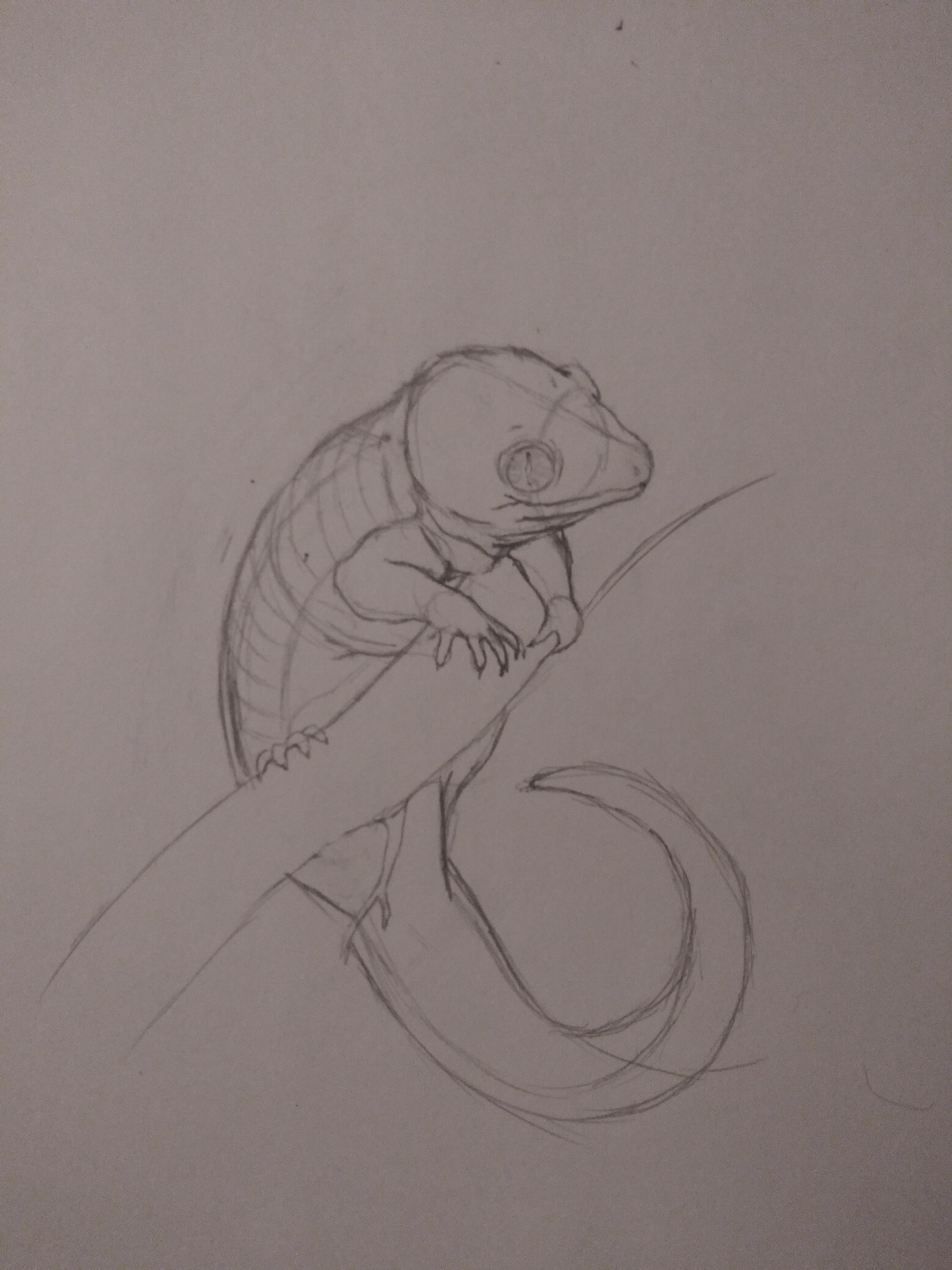 Drew gecko, got bored with gecko. Any suggestions for dragon styles for