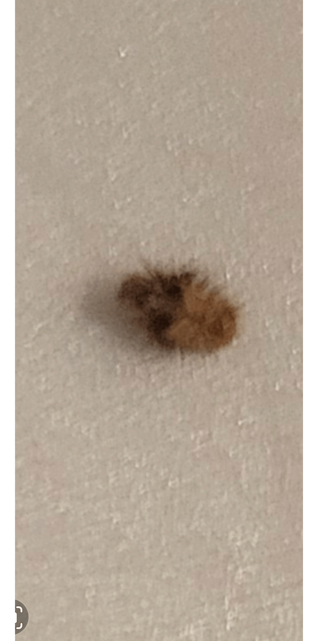 baby bed bug? r/Bedbugs