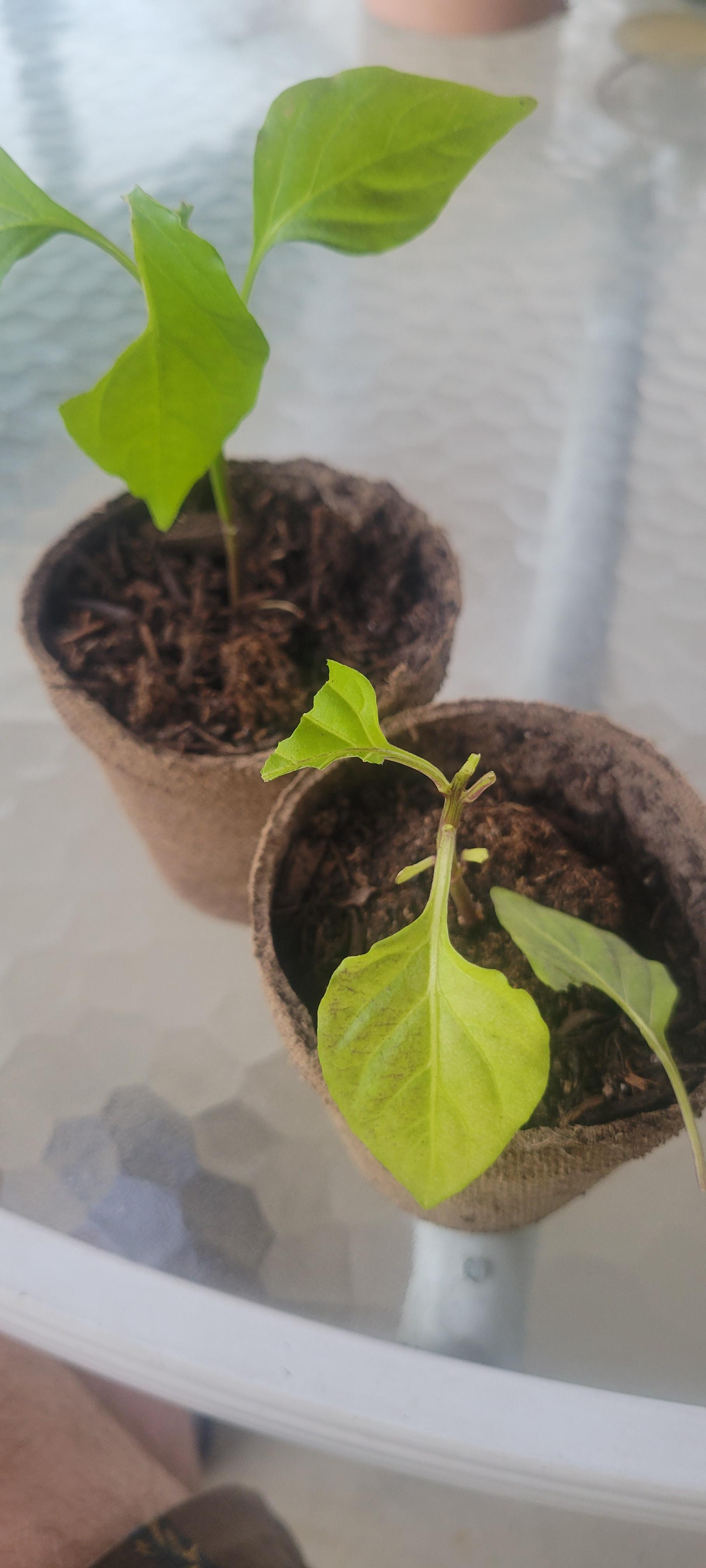 What is eating my little chilli plants. Any advice on how i could