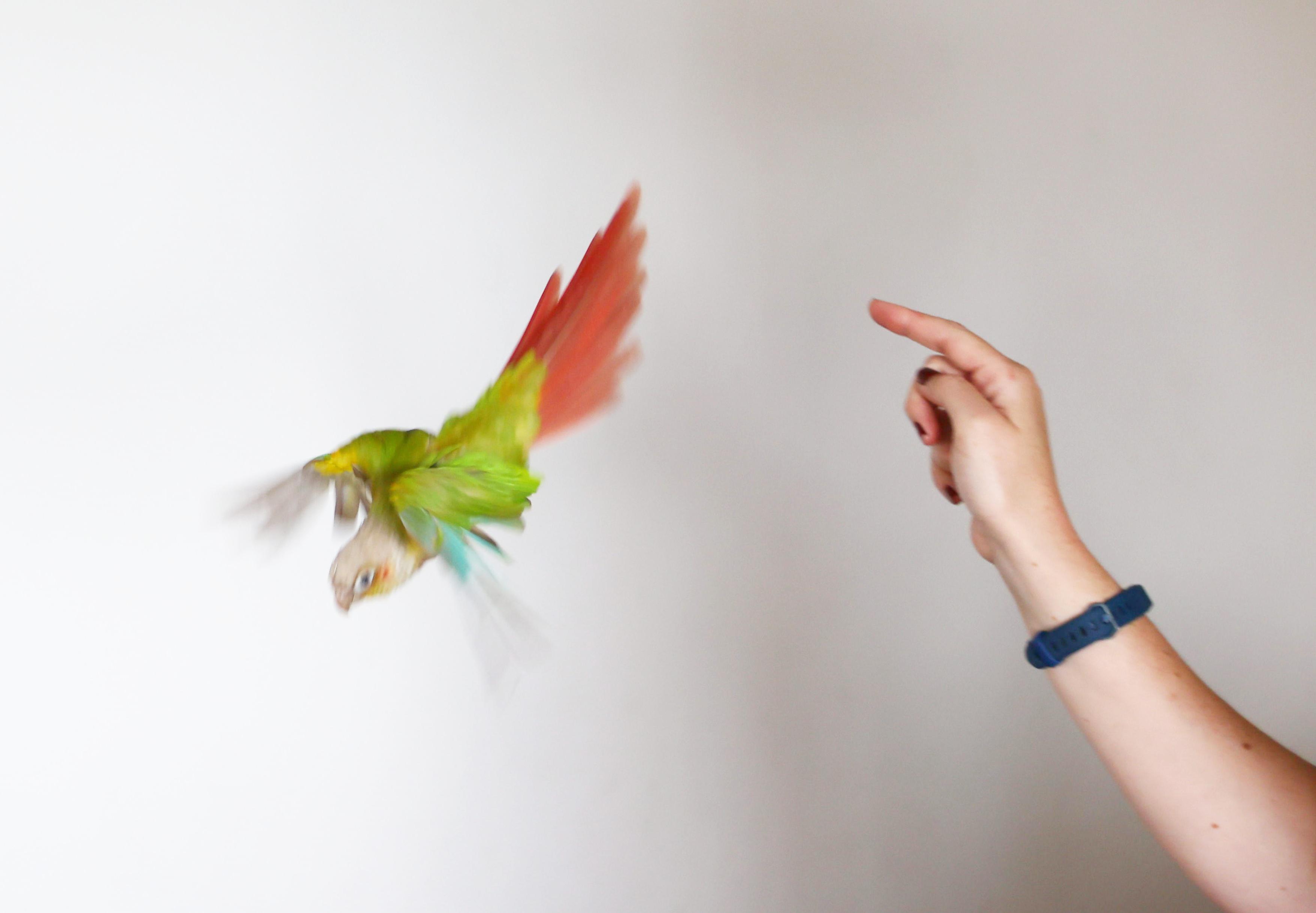 My pineapple GCC in flight Conures