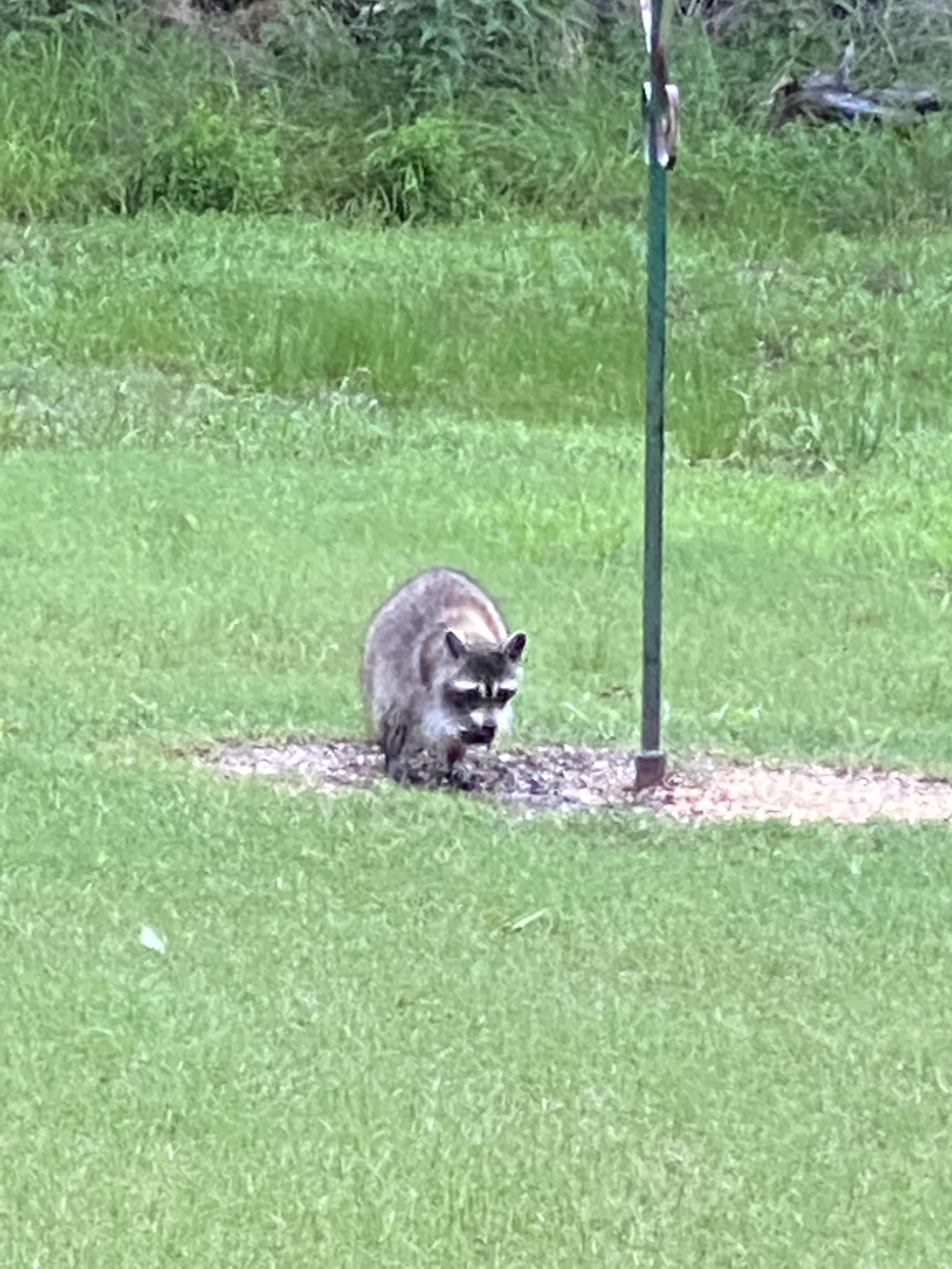 Birdseed eating Raccoon. r/pics