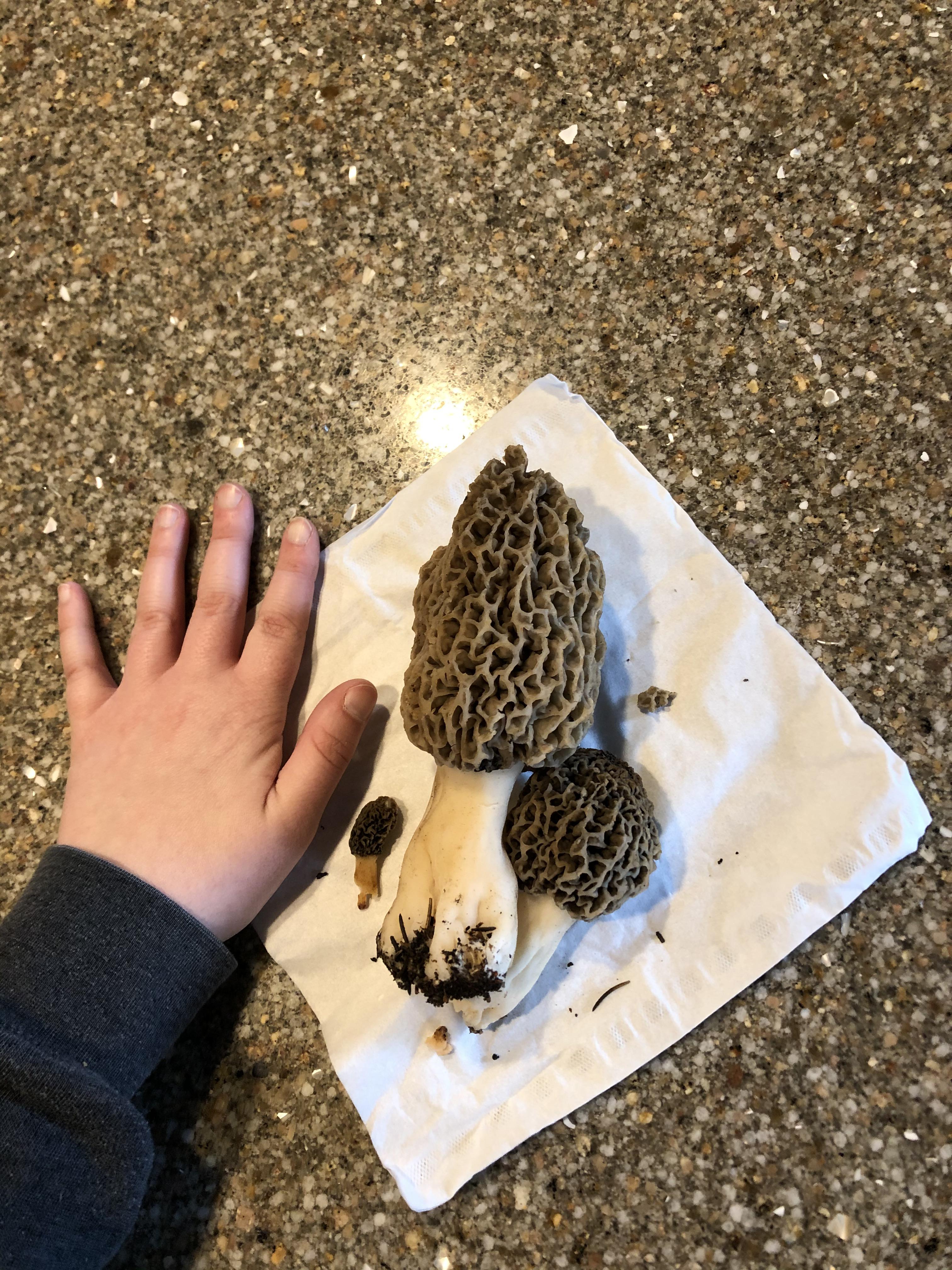 First morels I ever found and they were in my own urban backyard