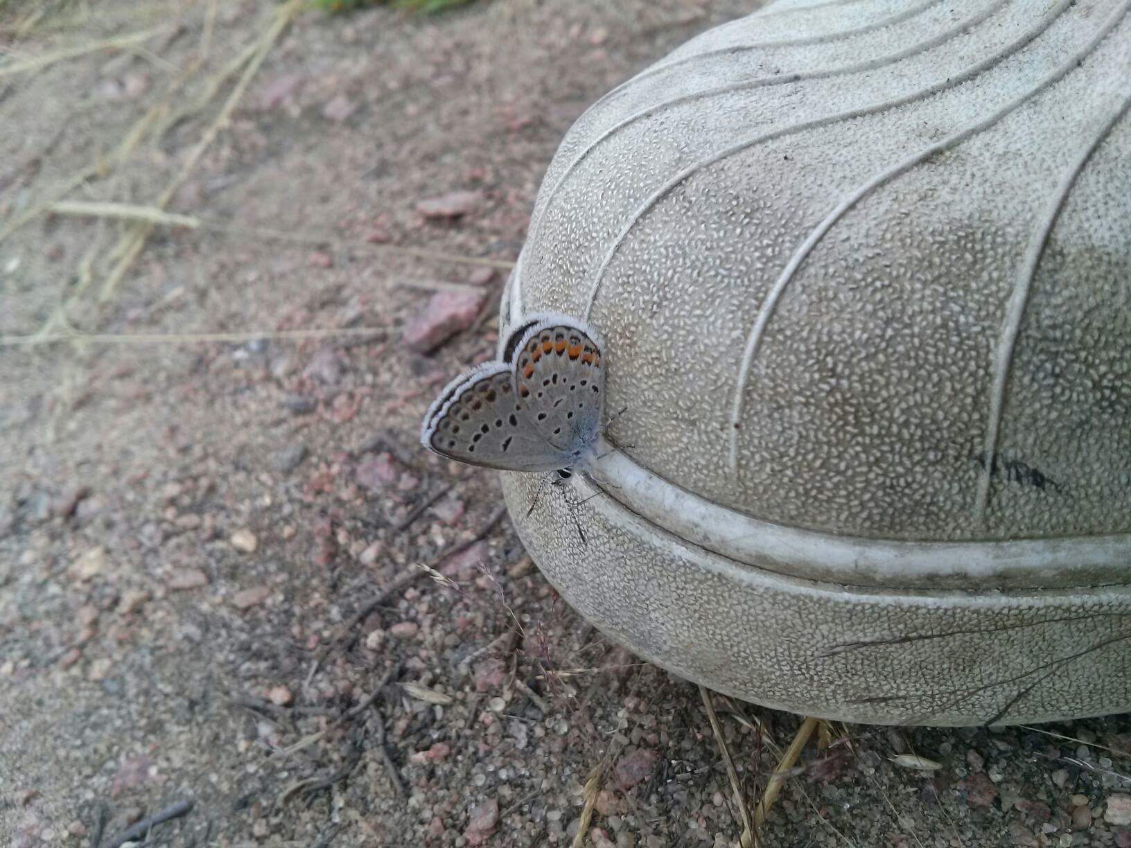 🔥 Endangered Karner Blue Butterfly landed on my shoe proving nature and