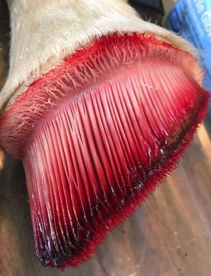 A horse missing its hoof r/Damnthatsinteresting
