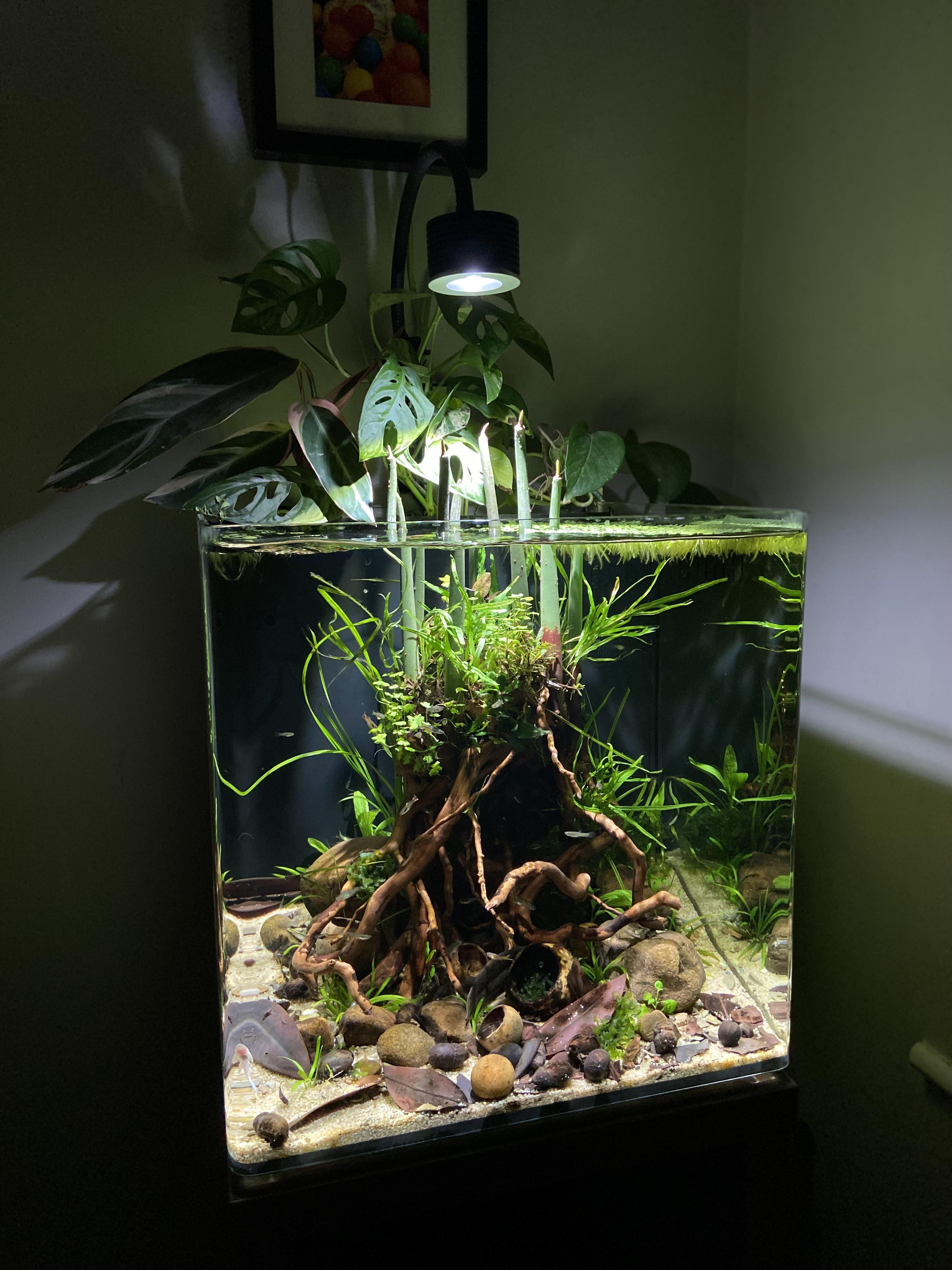 Mangrove Plants In Aquarium