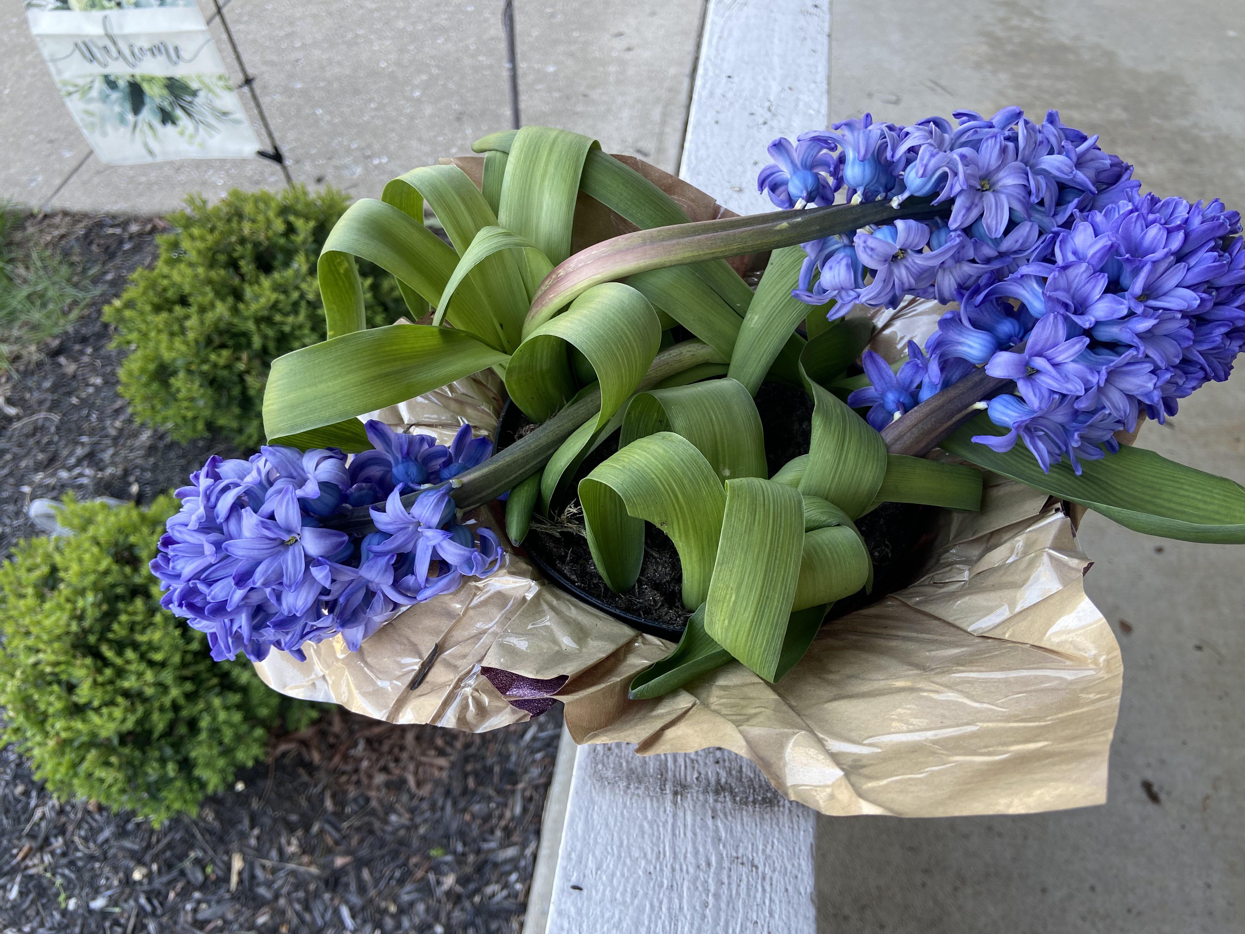 Why is my blue hyacinth drooping? Just bought it at Kroger a week ago