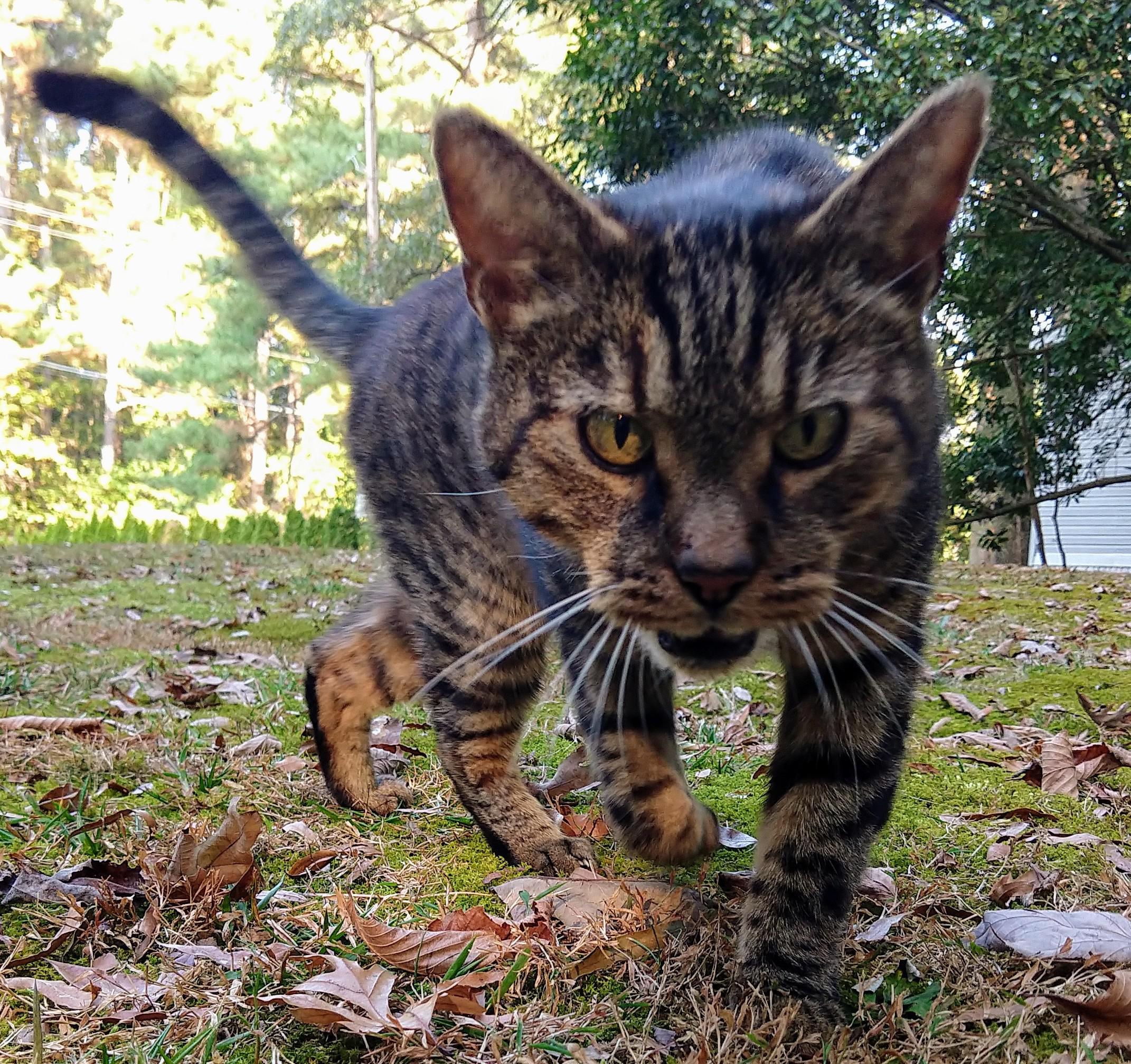 How do cats always know when they are going to the vet? r/cats