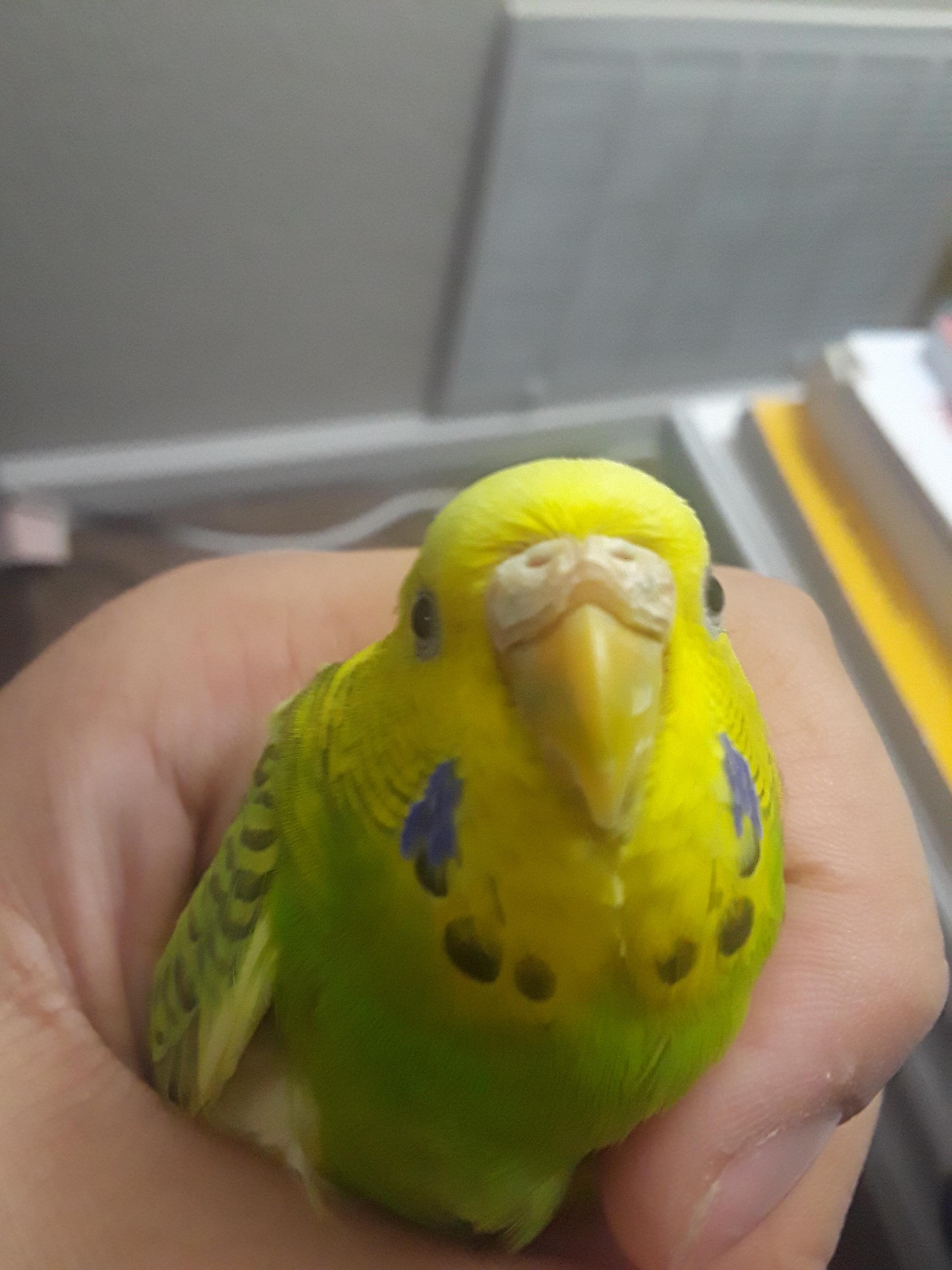 HELP my budgies cere is turning brown what does this mean? parrots