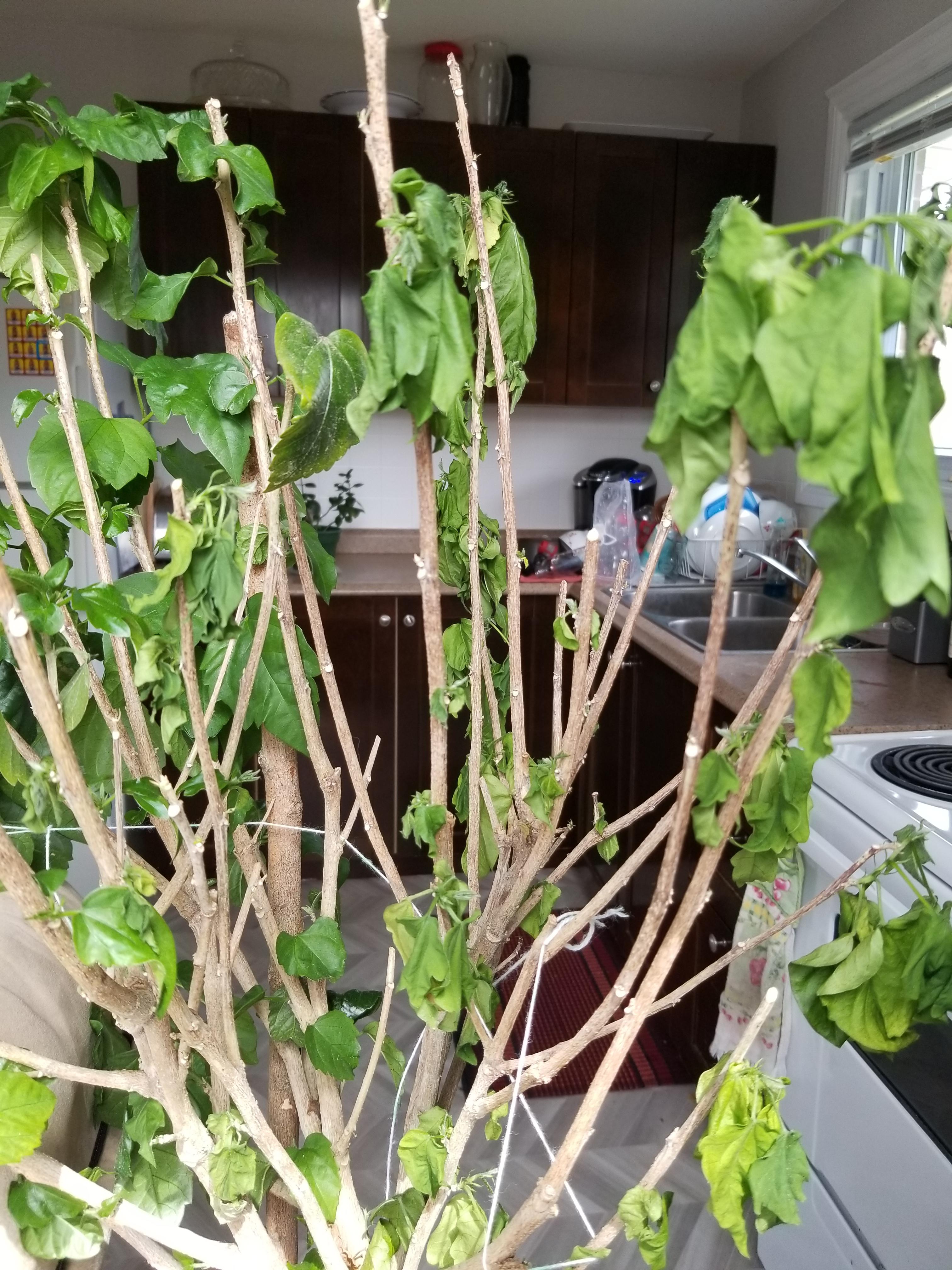 Half of my hibiscus is dying and I don't know why! Any help? (Details